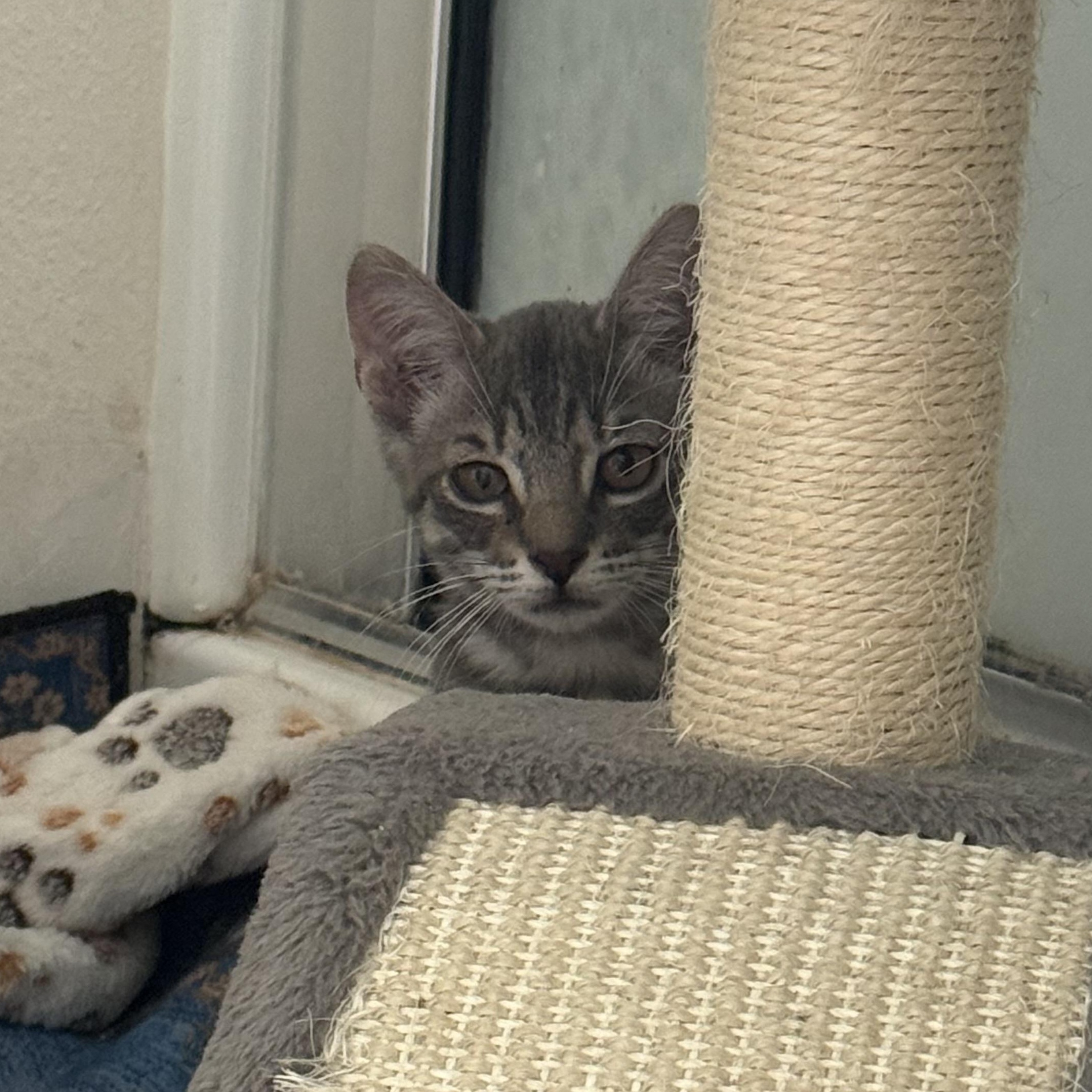 Enlarge Charlie, a Adoptable Domestic Short Hair in jacksonville, FL image 5/5