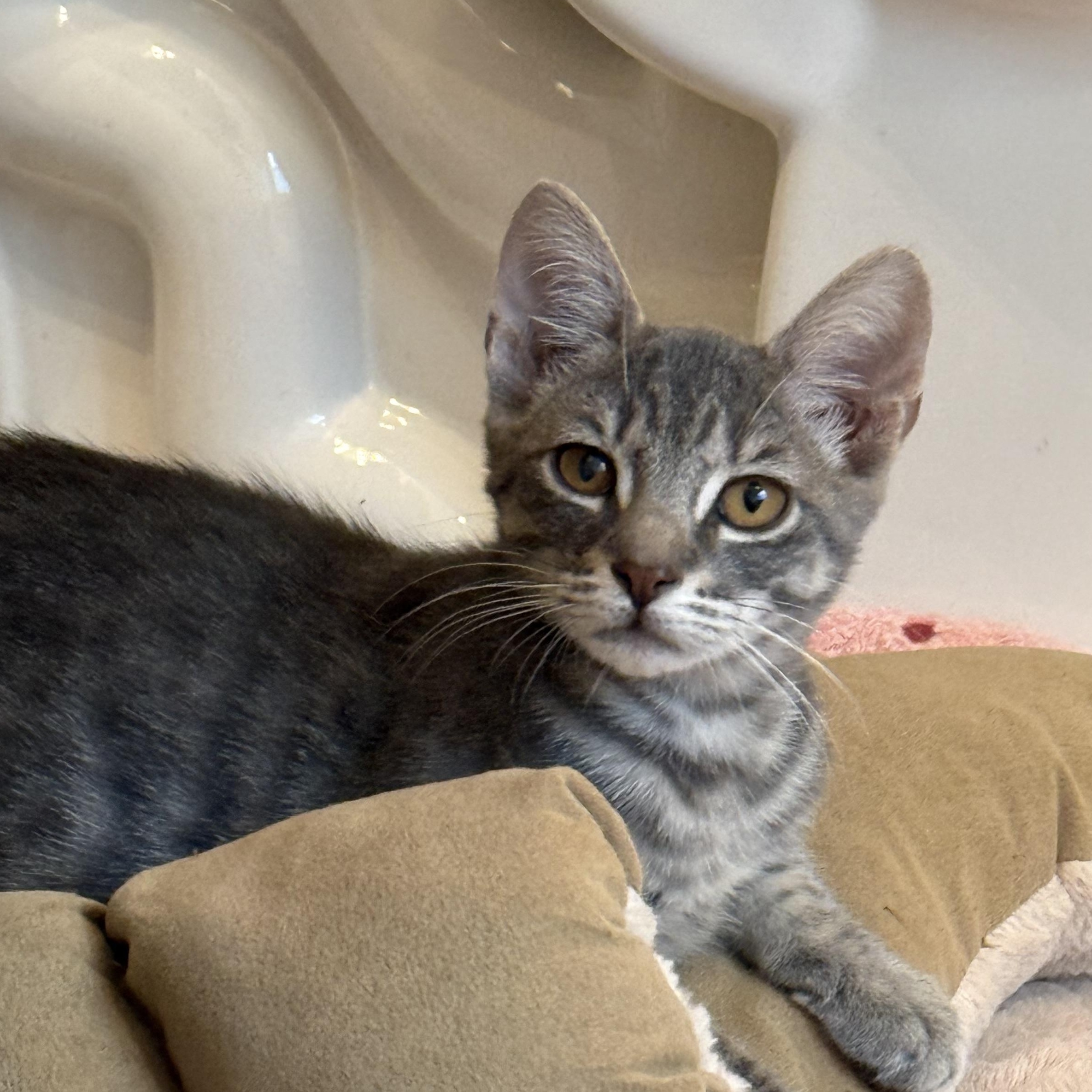 Enlarge Charlie, a Adoptable Domestic Short Hair in jacksonville, FL image 1/5