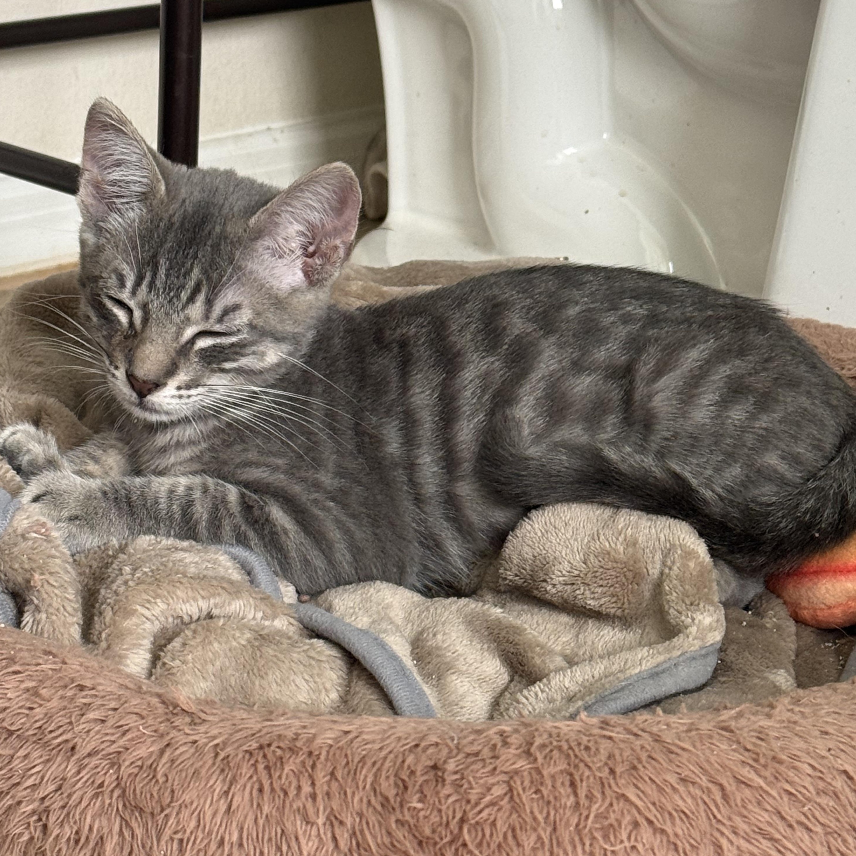 Enlarge Charlie, a Adoptable Domestic Short Hair in jacksonville, FL image 4/5