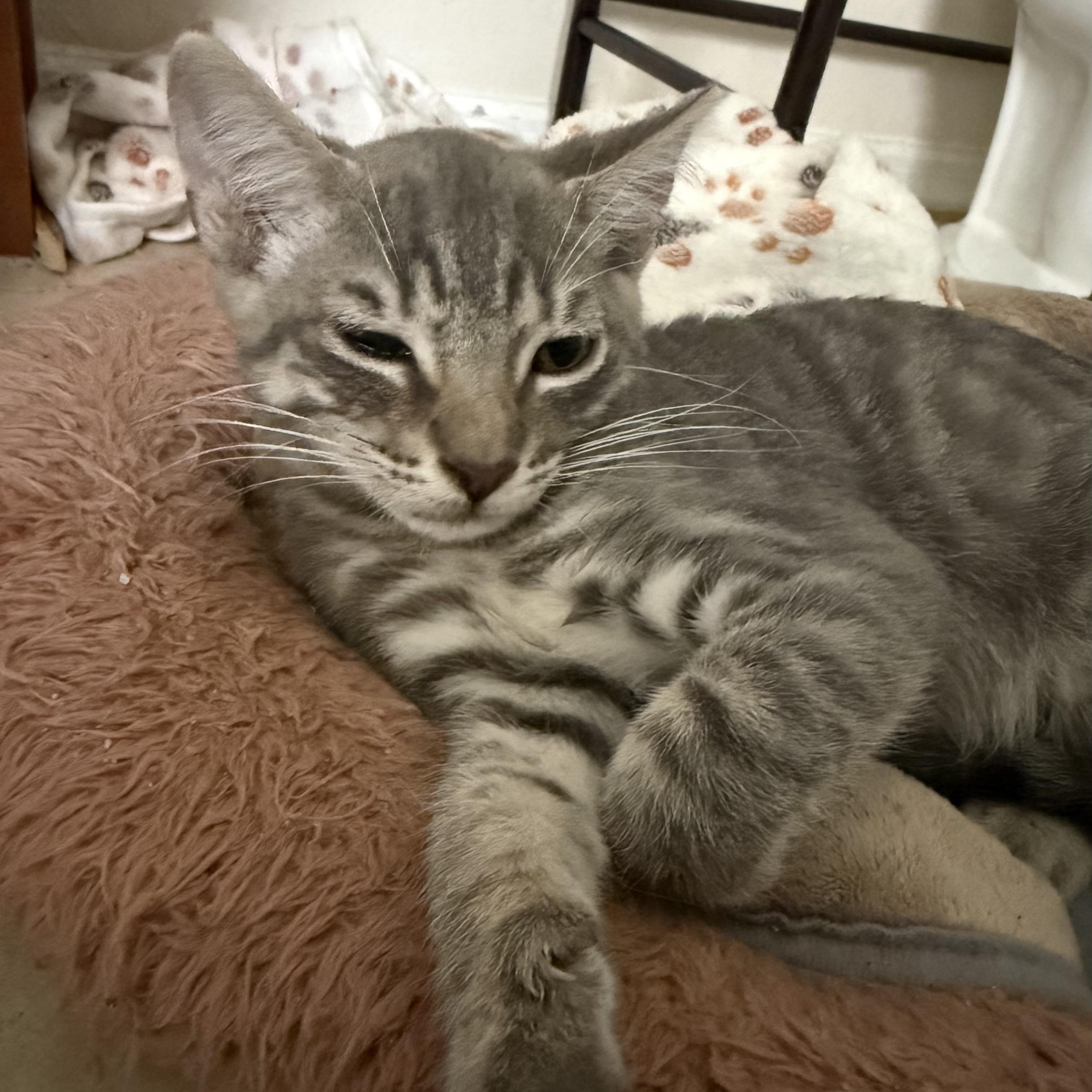Enlarge Charlie, a Adoptable Domestic Short Hair in jacksonville, FL image 3/5