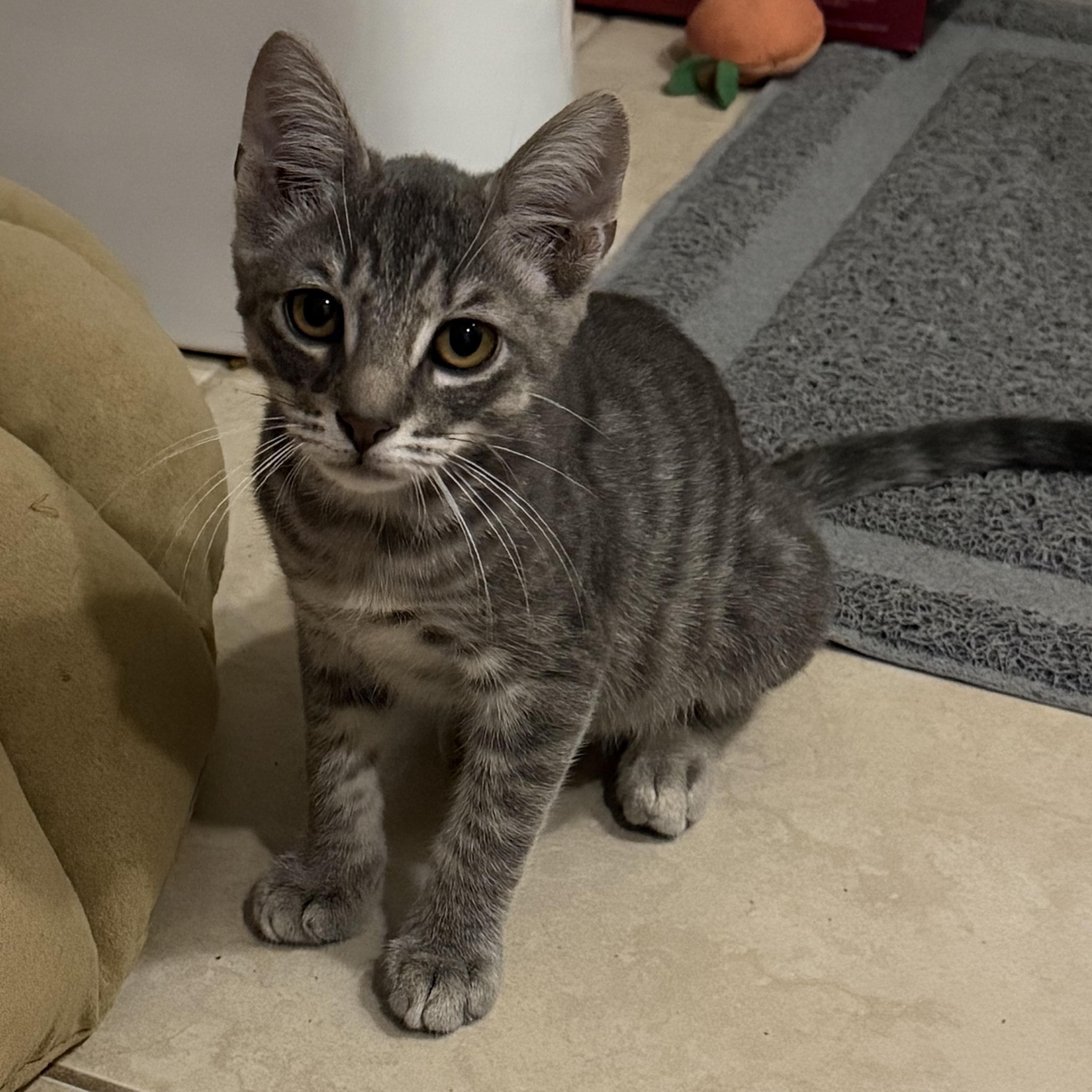 Enlarge Charlie, a Adoptable Domestic Short Hair in jacksonville, FL image 2/5