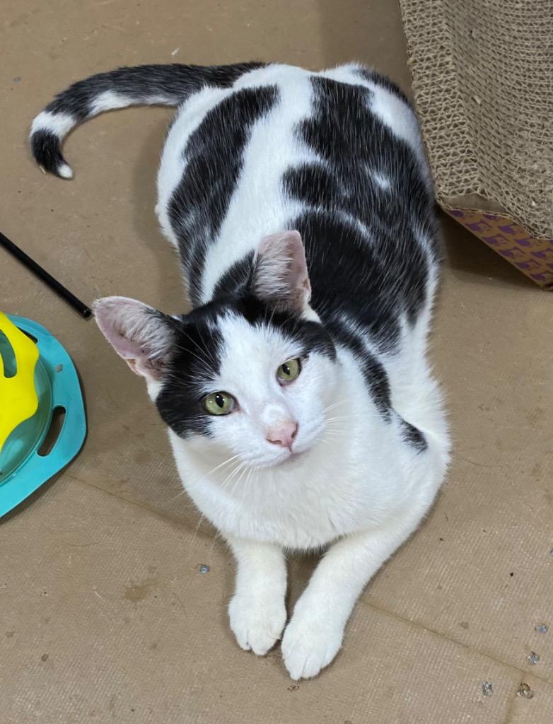 Enlarge Oliver, a Adoptable mixed breed in Hampton, VA image 1/1