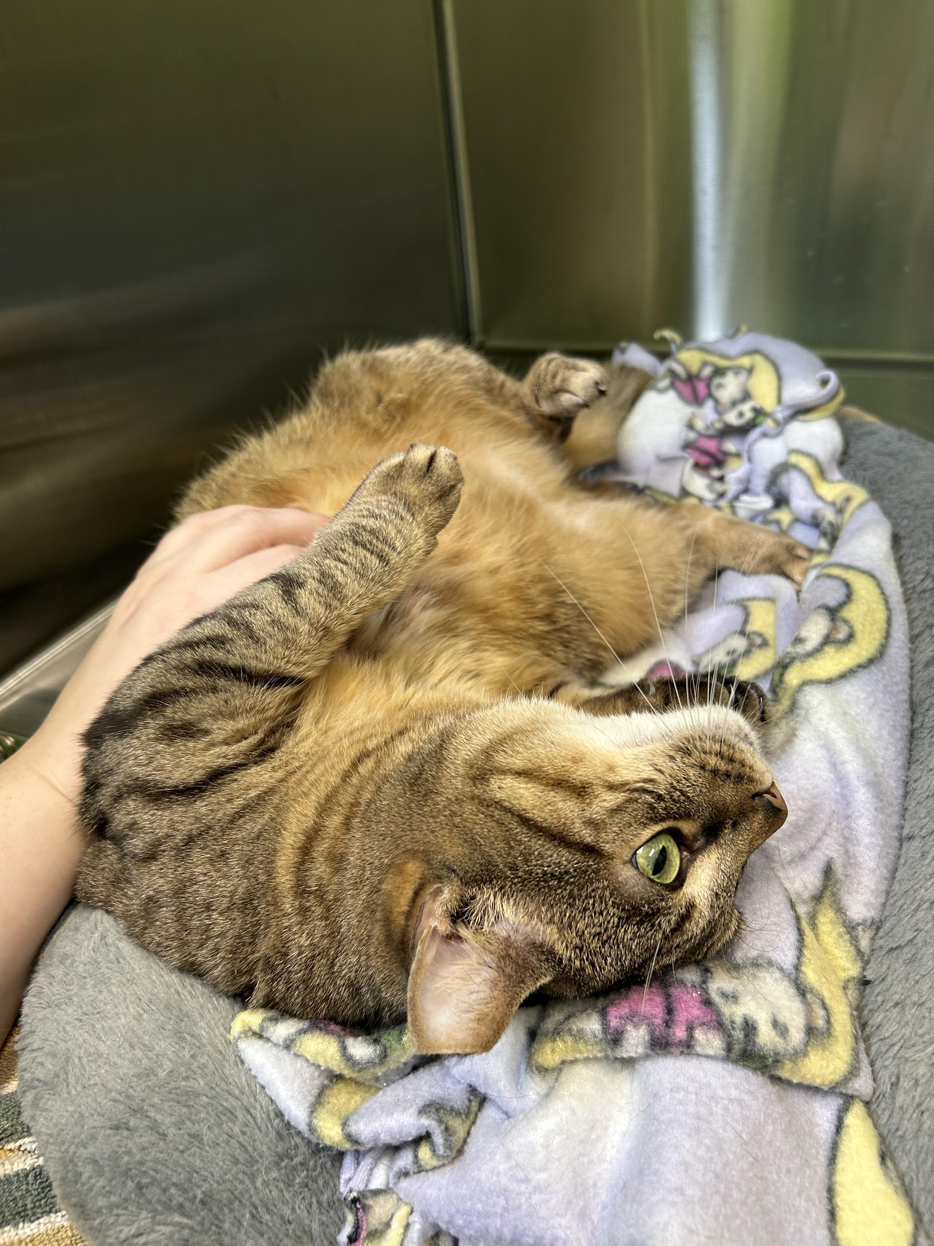 Enlarge Miss Kitty, a Adoptable American Shorthair in Greenbelt, MD image 3/6