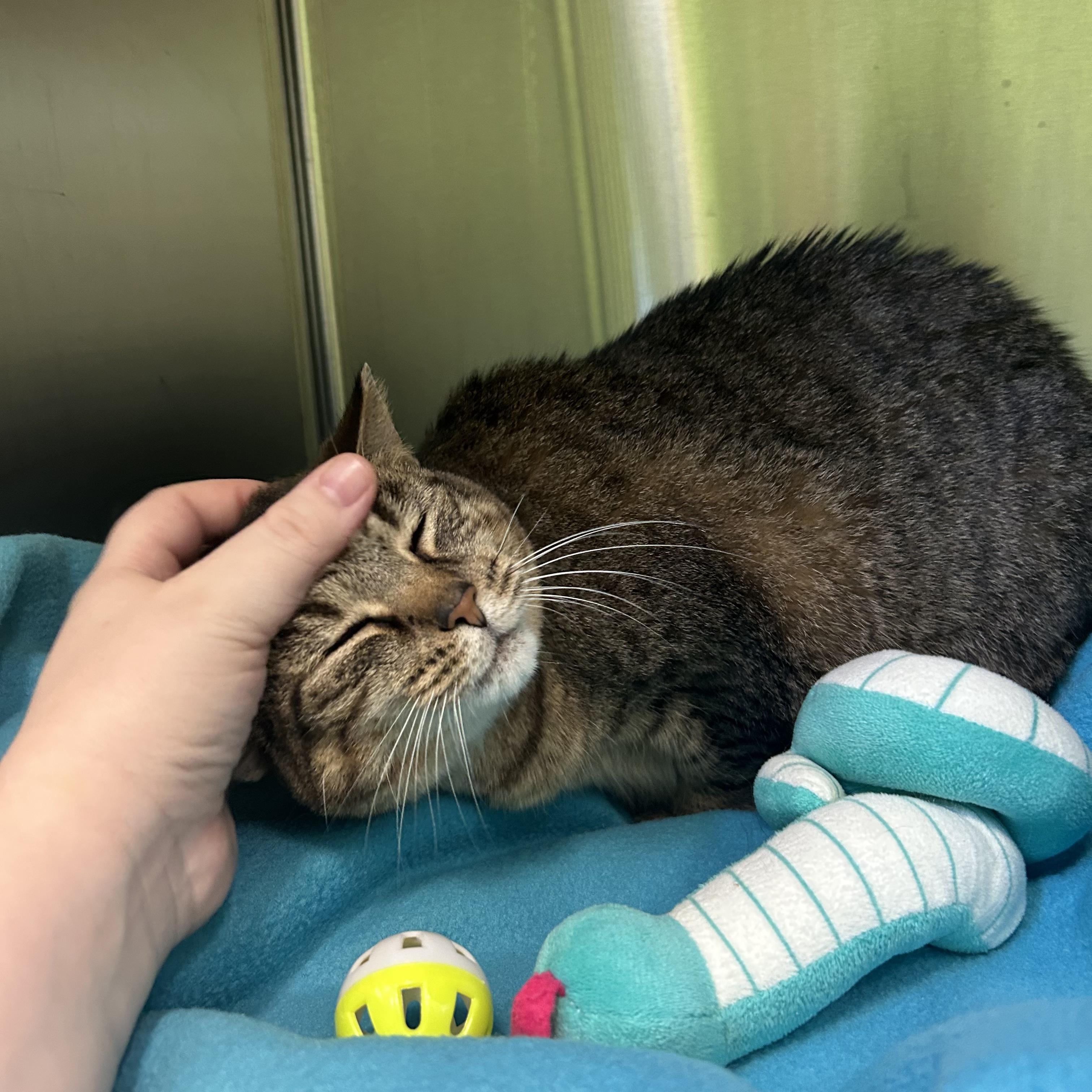 Enlarge Miss Kitty, a Adoptable American Shorthair in Greenbelt, MD image 4/6