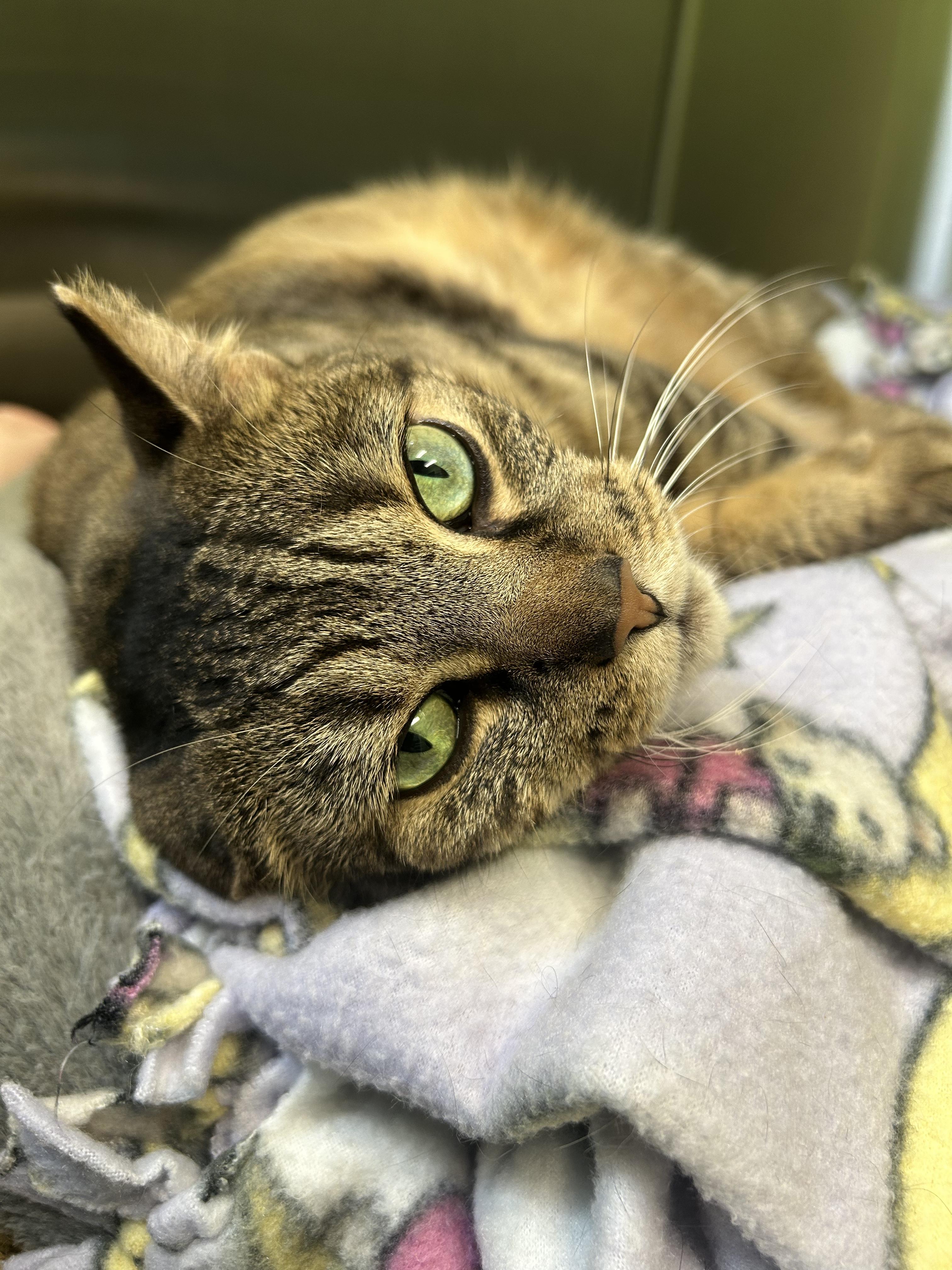 Miss Kitty, Adoptable, Adult Female American Shorthair.