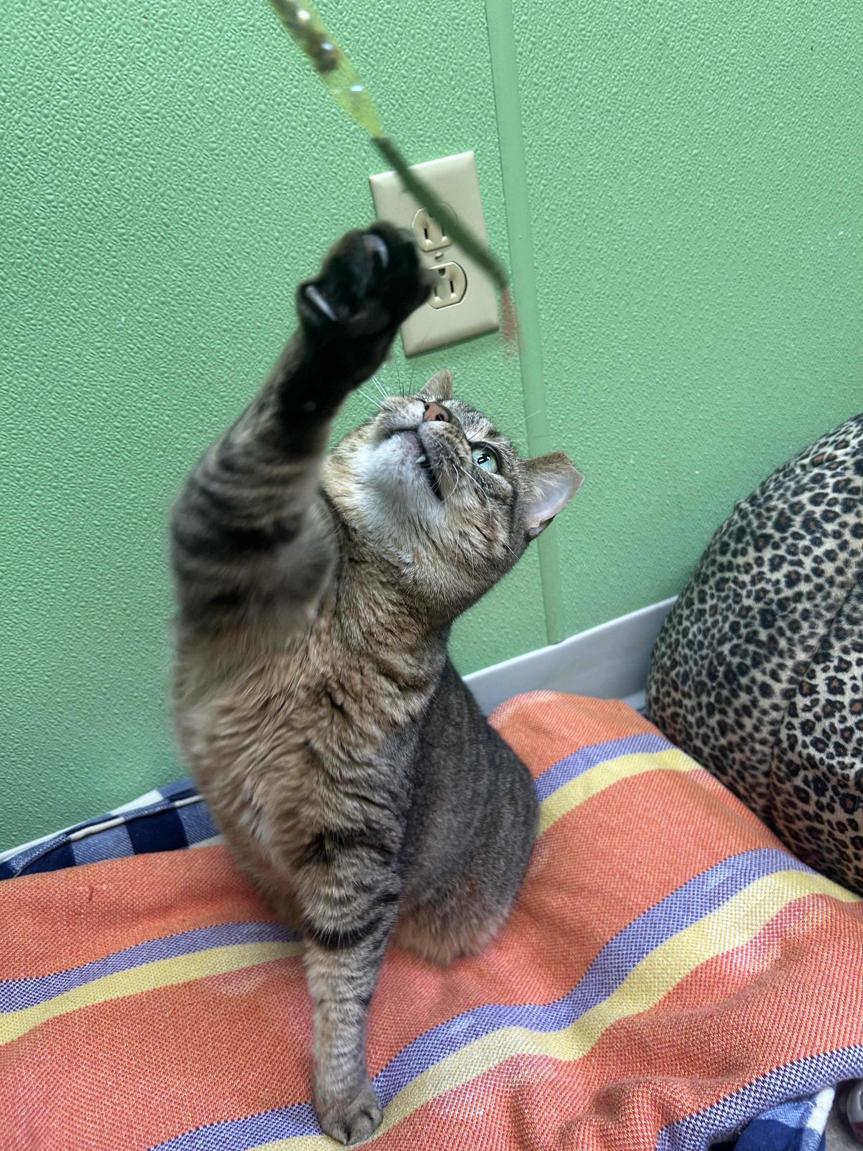 Enlarge Miss Kitty, a Adoptable American Shorthair in Greenbelt, MD image 2/6