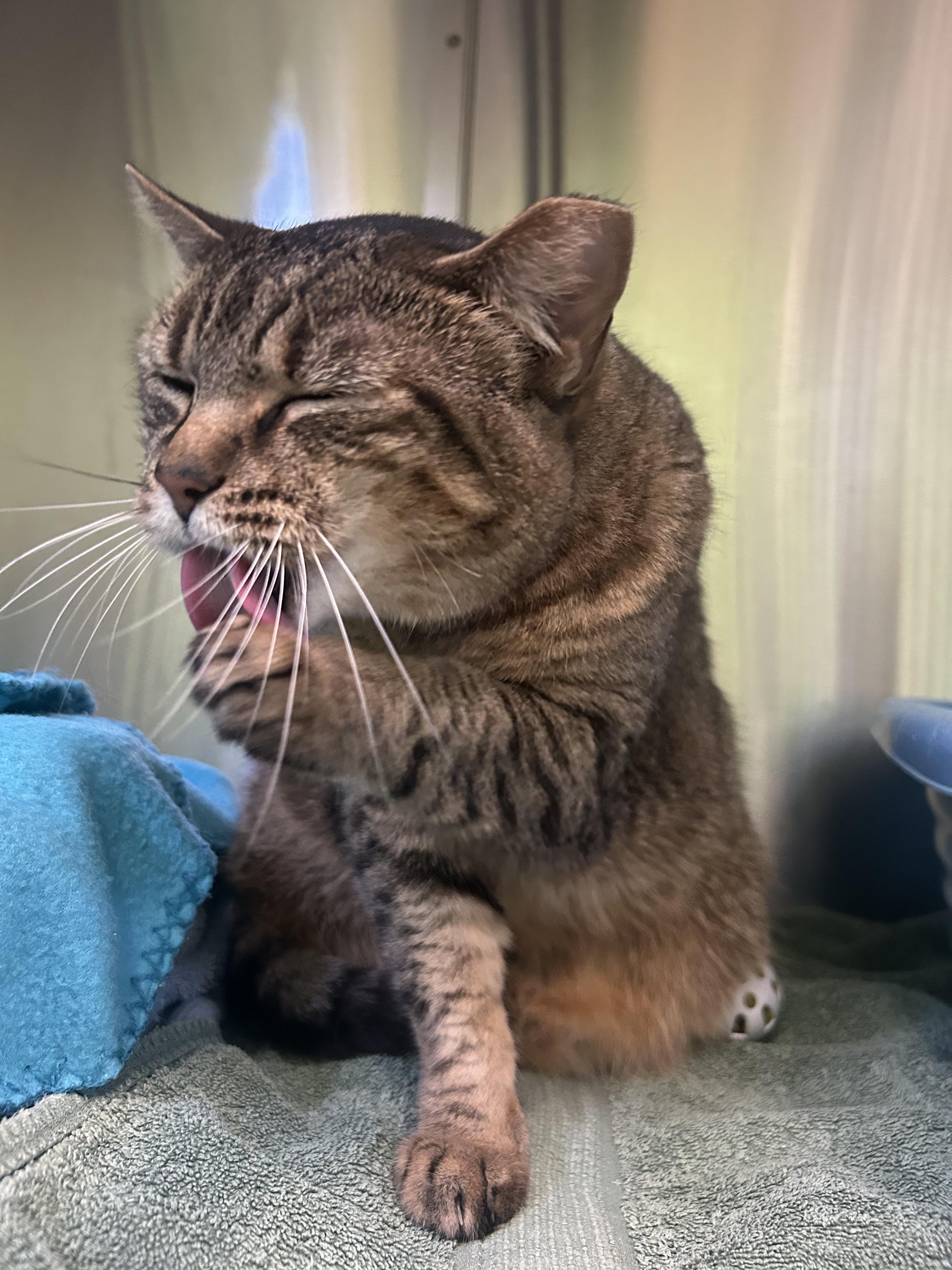 Enlarge Miss Kitty, a Adoptable American Shorthair in Greenbelt, MD image 5/6
