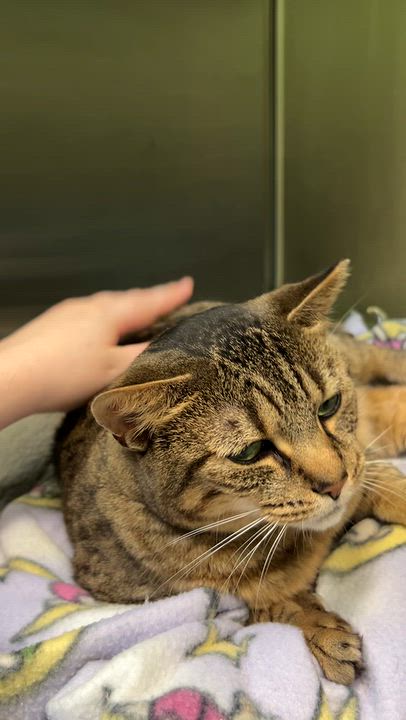 Enlarge Miss Kitty, a Adoptable American Shorthair in Greenbelt, MD video 6/6
