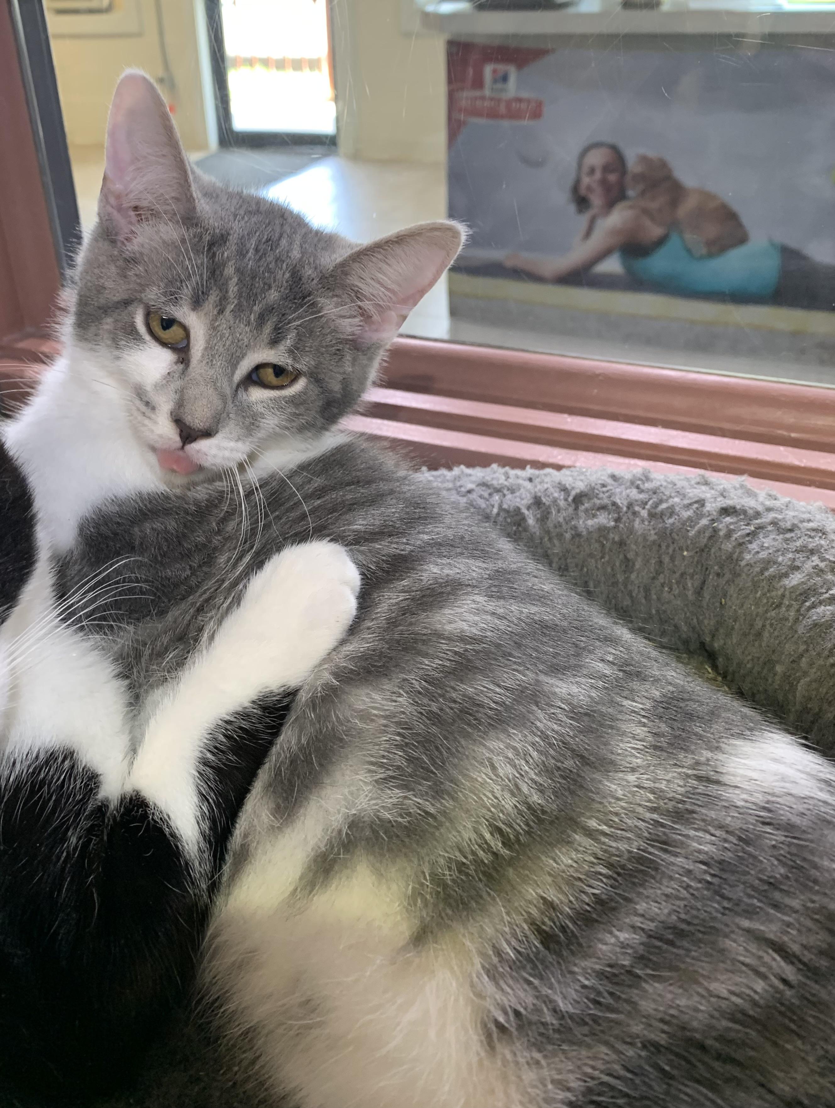Hewey, ADOPTABLE, Young Male Domestic Short Hair.