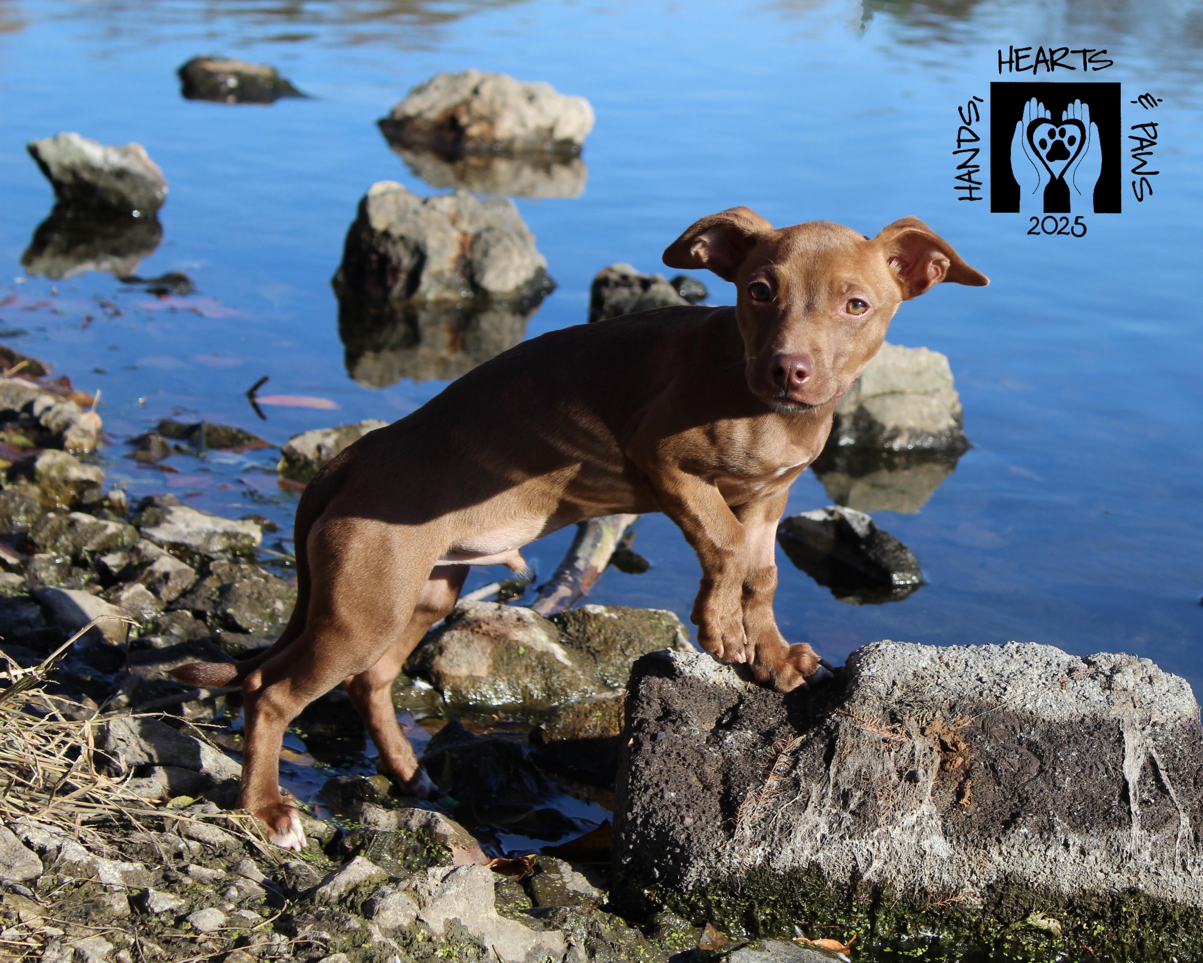 Poe, a Adoptable mixed breed in Omaha, NE image 3/4