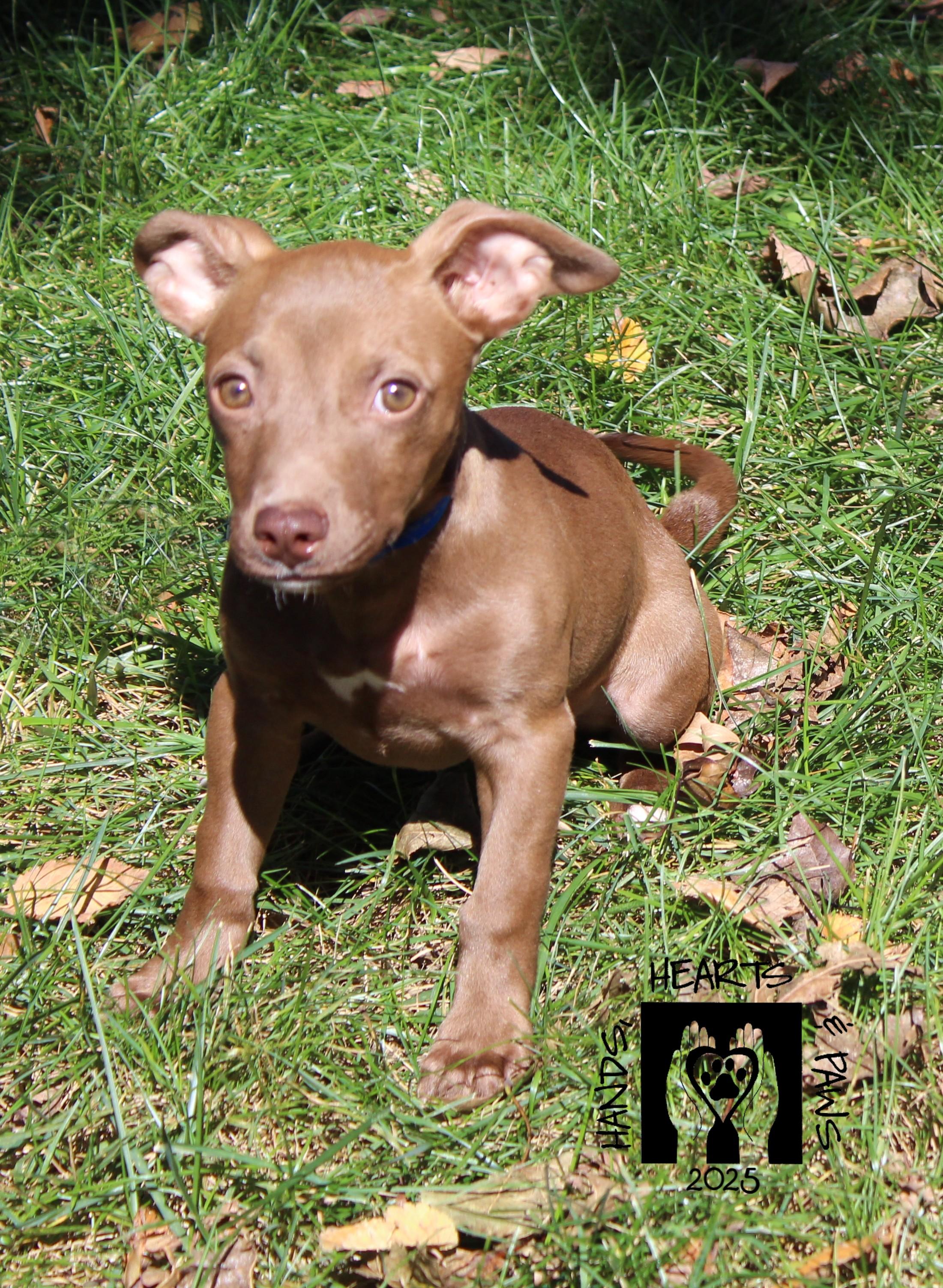 Poe, Adoptable, Puppy Male Terrier & Chihuahua.