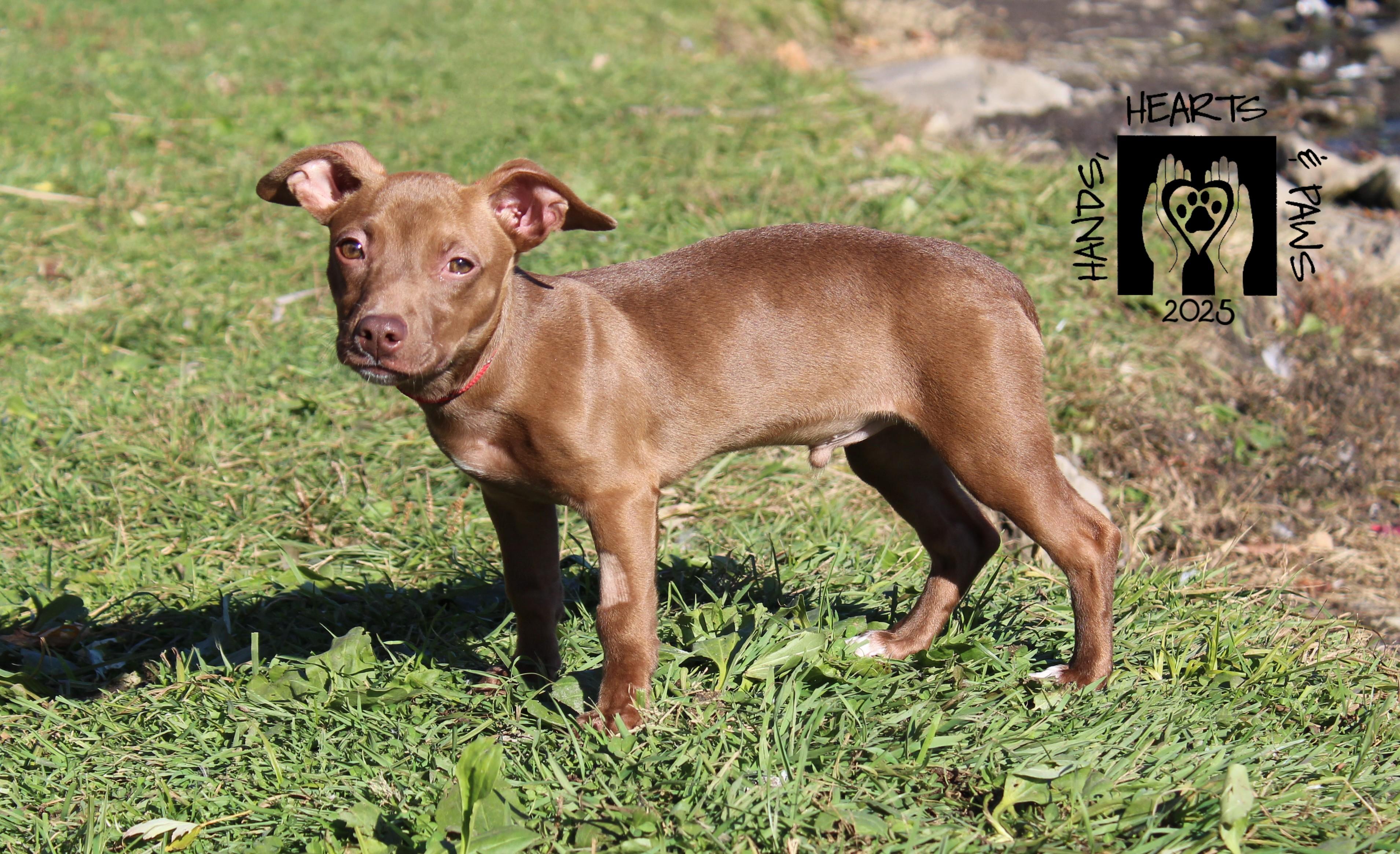 Poe, a Adoptable mixed breed in Omaha, NE image 4/4