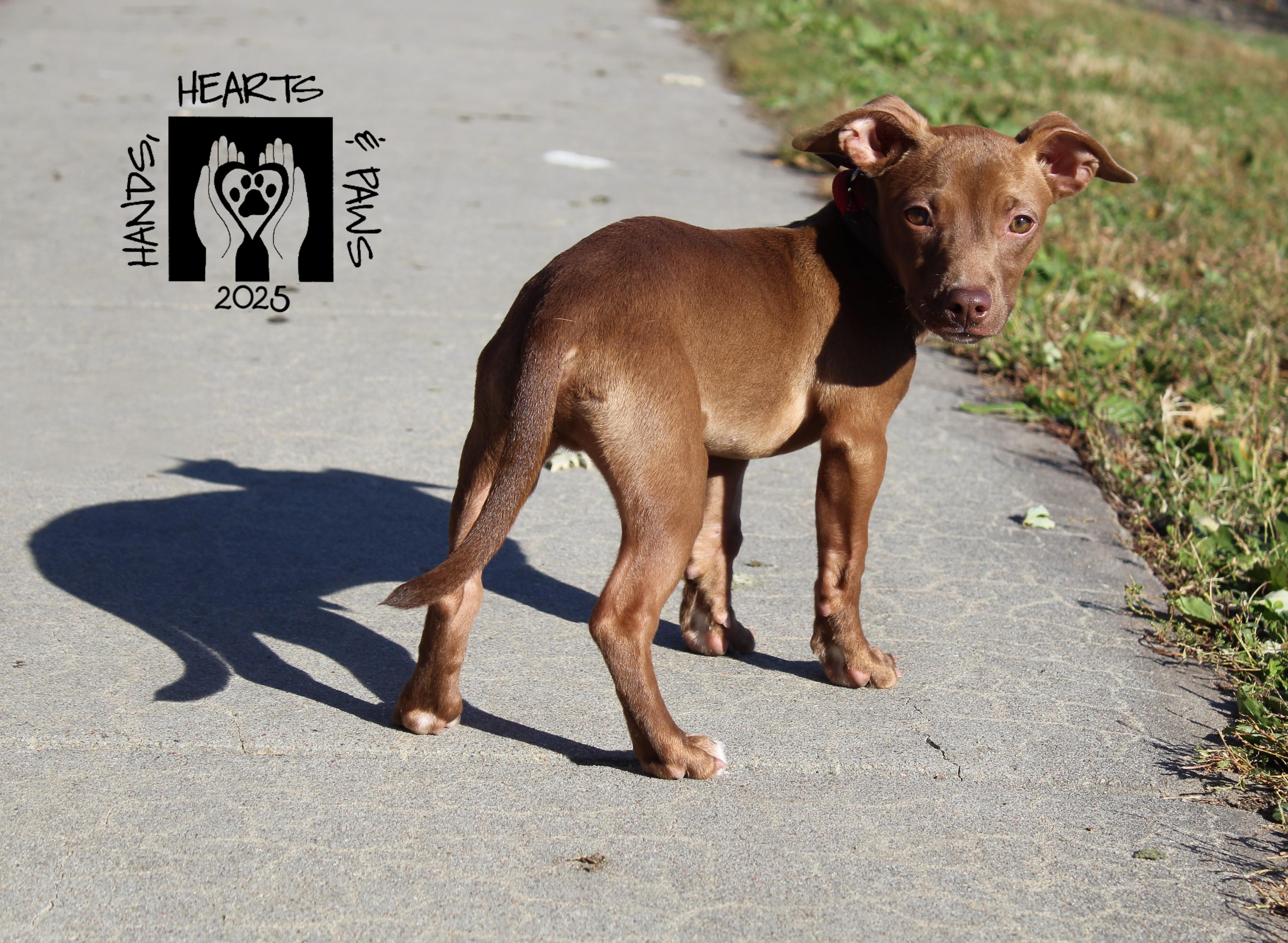 Poe, a Adoptable mixed breed in Omaha, NE image 1/4
