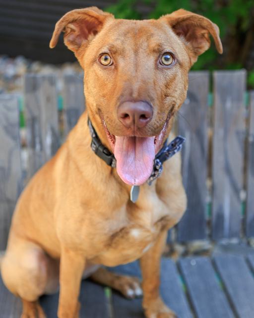 Enlarge BELLA, a Adoptable Pit Bull Terrier in Brighton, CO image 1/1