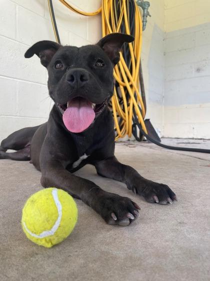 Diamond, Adoptable, Puppy Female American Bulldog & Mixed Breed.