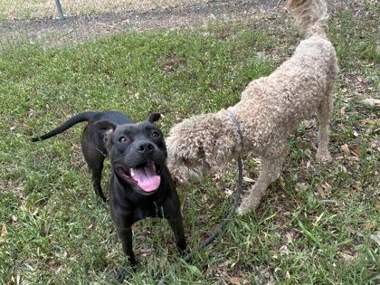 Diamond, a Adoptable mixed breed in Gainesville, FL image 2/3