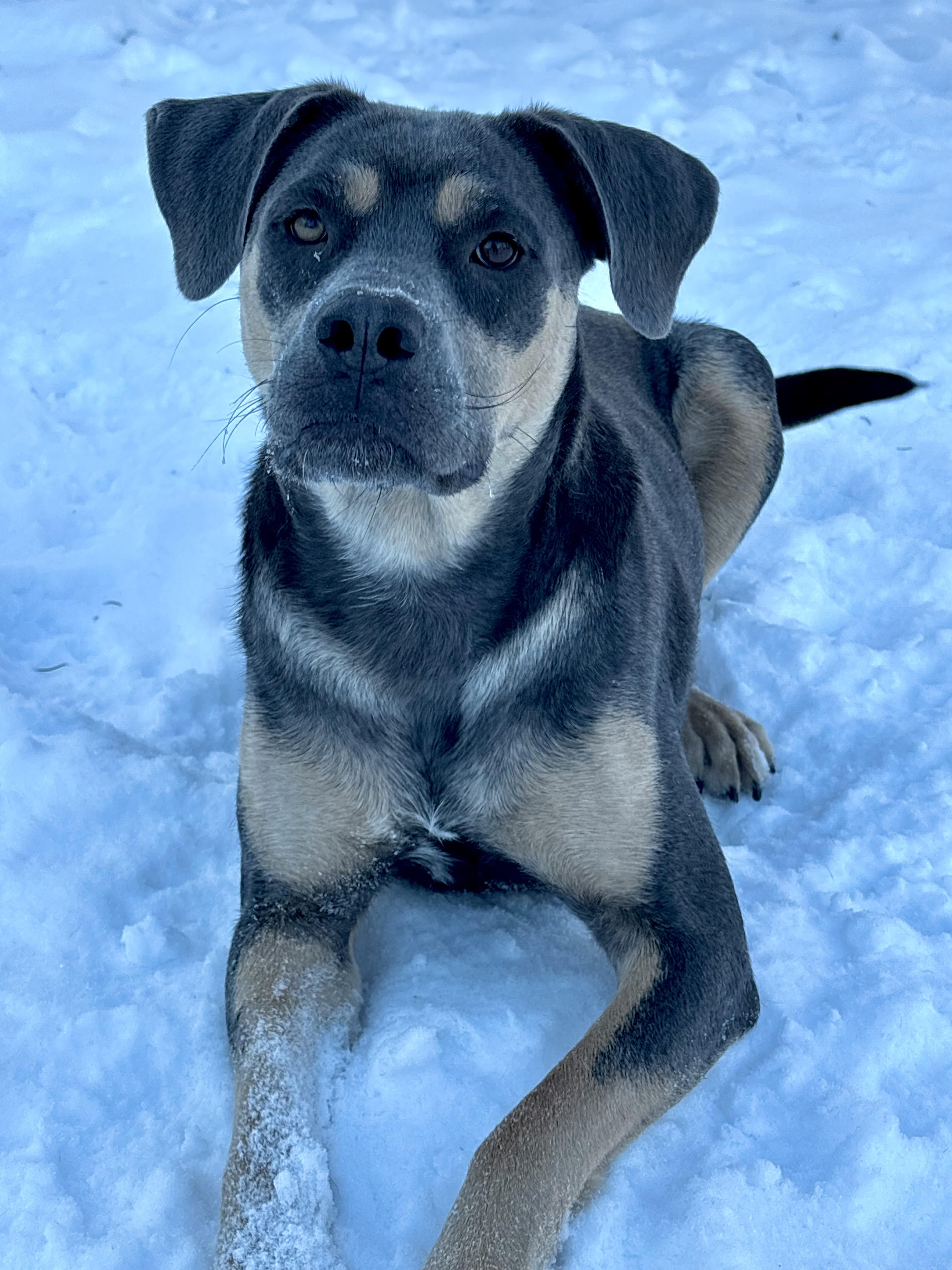 Enlarge Lola , an adoptable mixed breed in Winnipeg, MB image 4/6