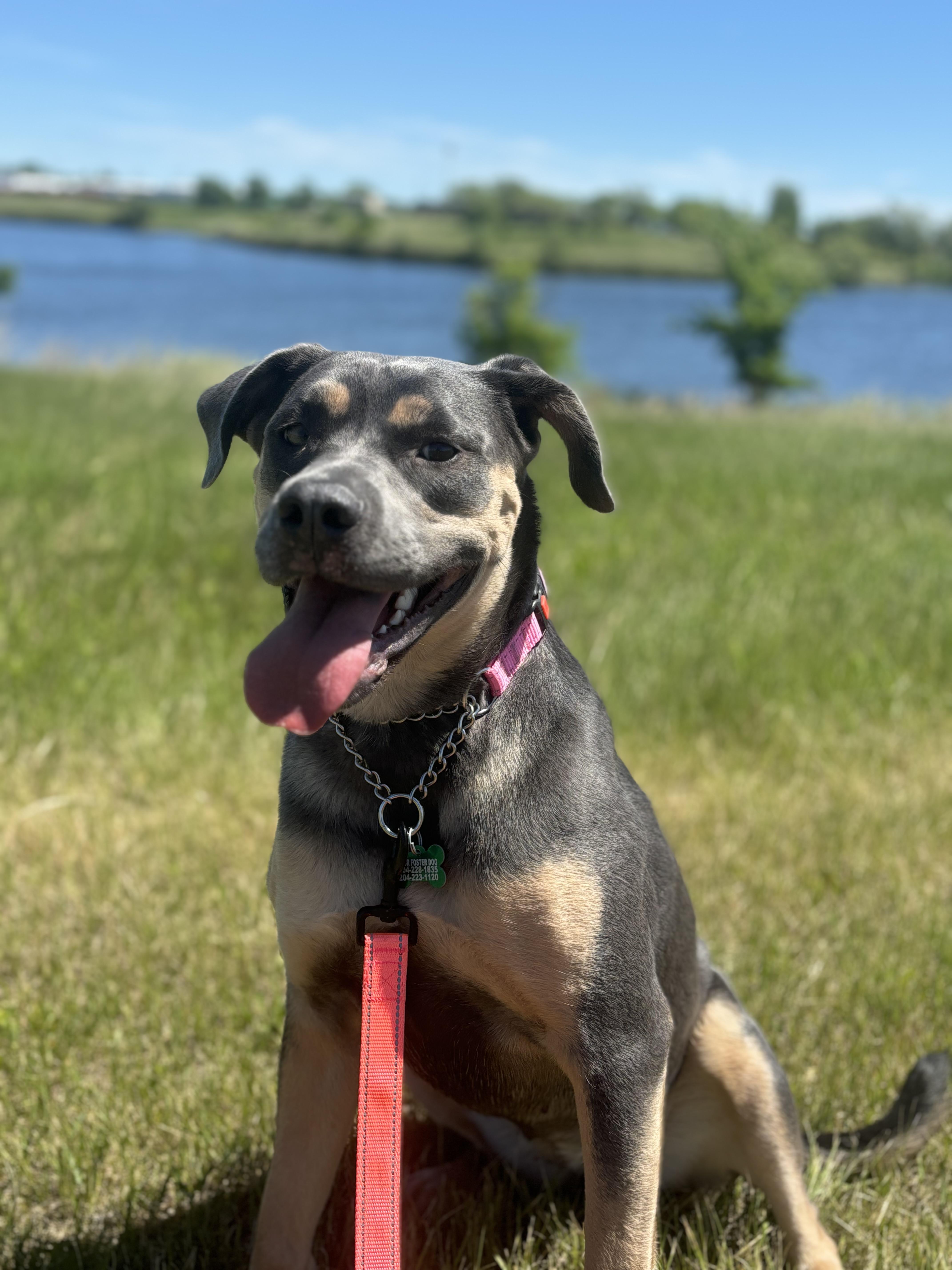 Enlarge Lola , an adoptable mixed breed in Winnipeg, MB image 1/4