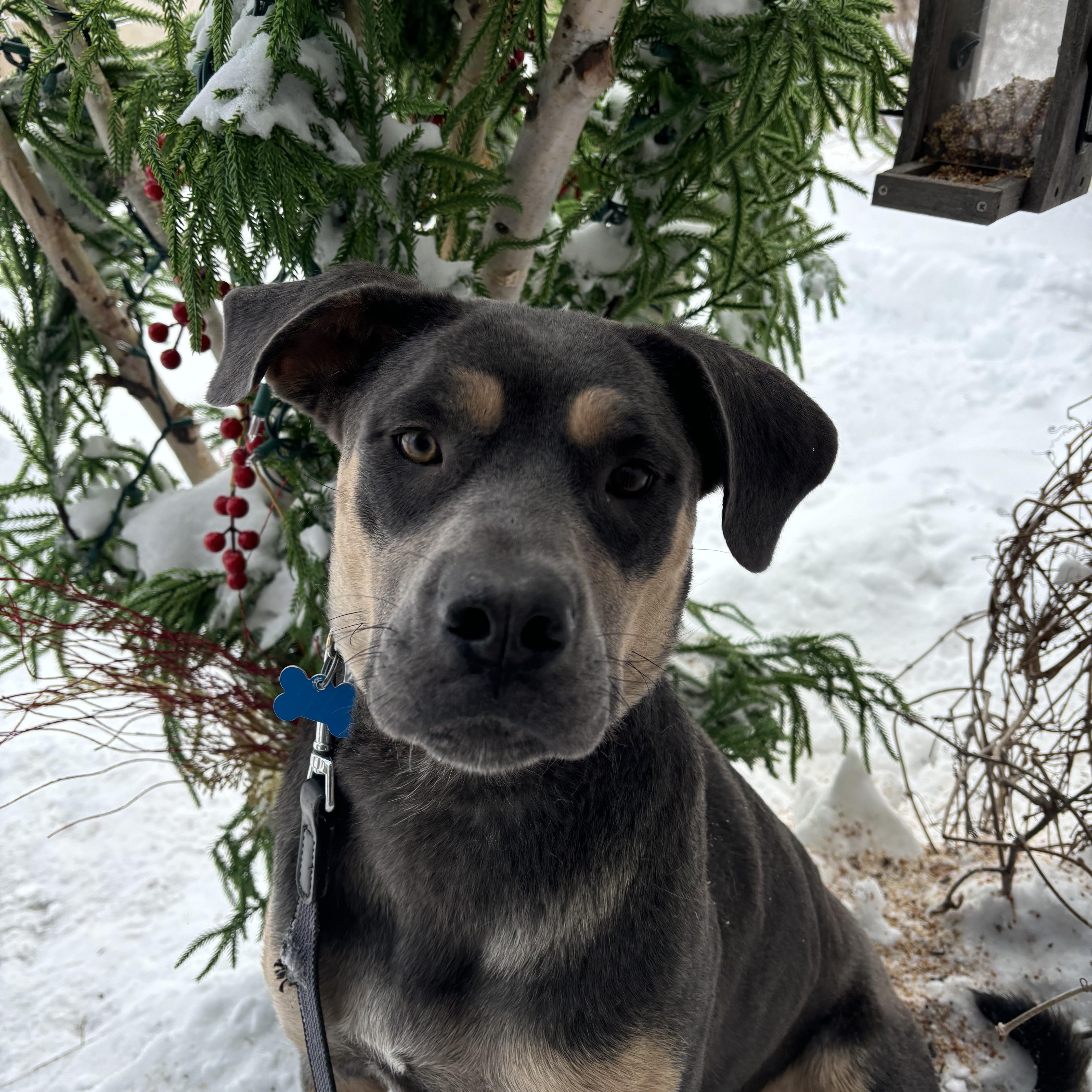 Enlarge Lola , an adoptable mixed breed in Winnipeg, MB image 1/6