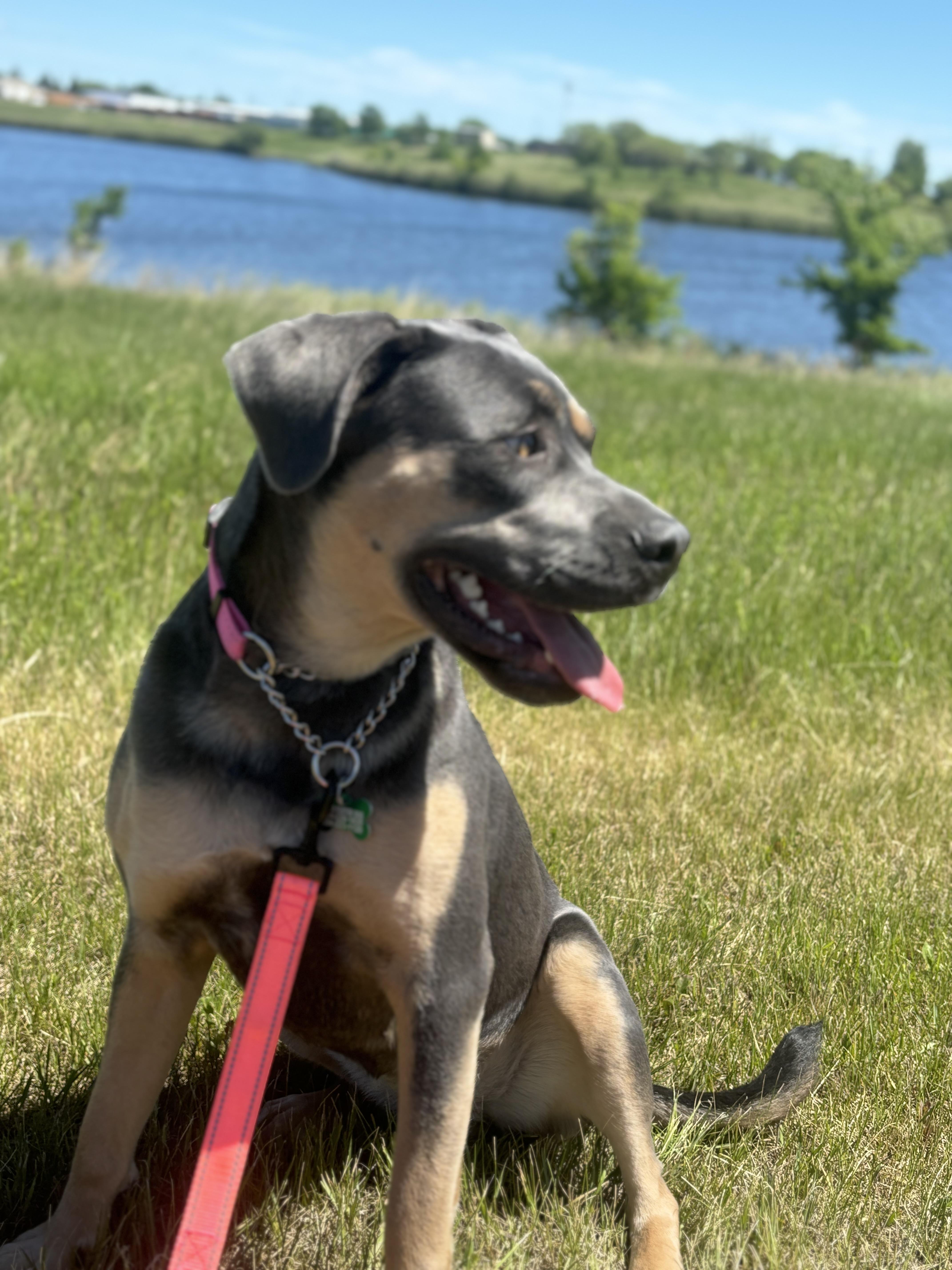 Enlarge Lola , an adoptable mixed breed in Winnipeg, MB image 4/4