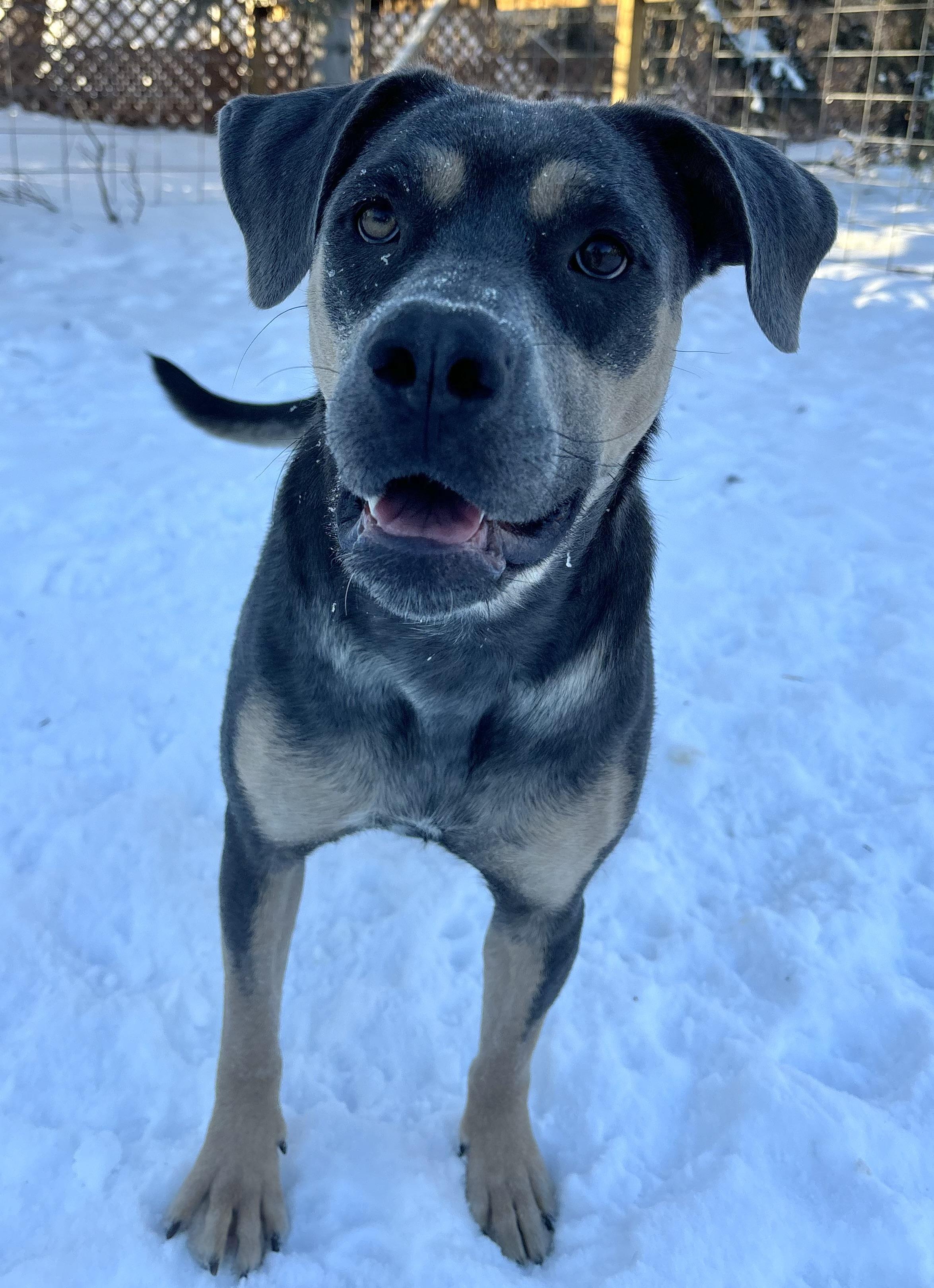Enlarge Lola , an adoptable mixed breed in Winnipeg, MB image 5/6