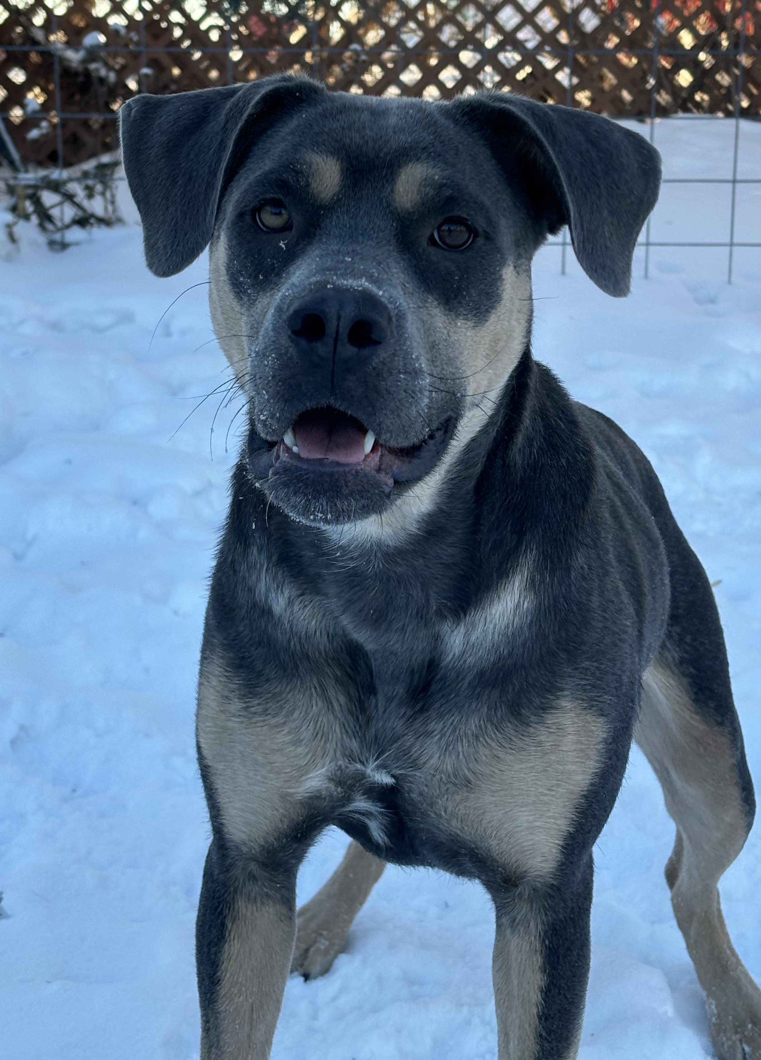 Enlarge Lola , an adoptable mixed breed in Winnipeg, MB image 3/6