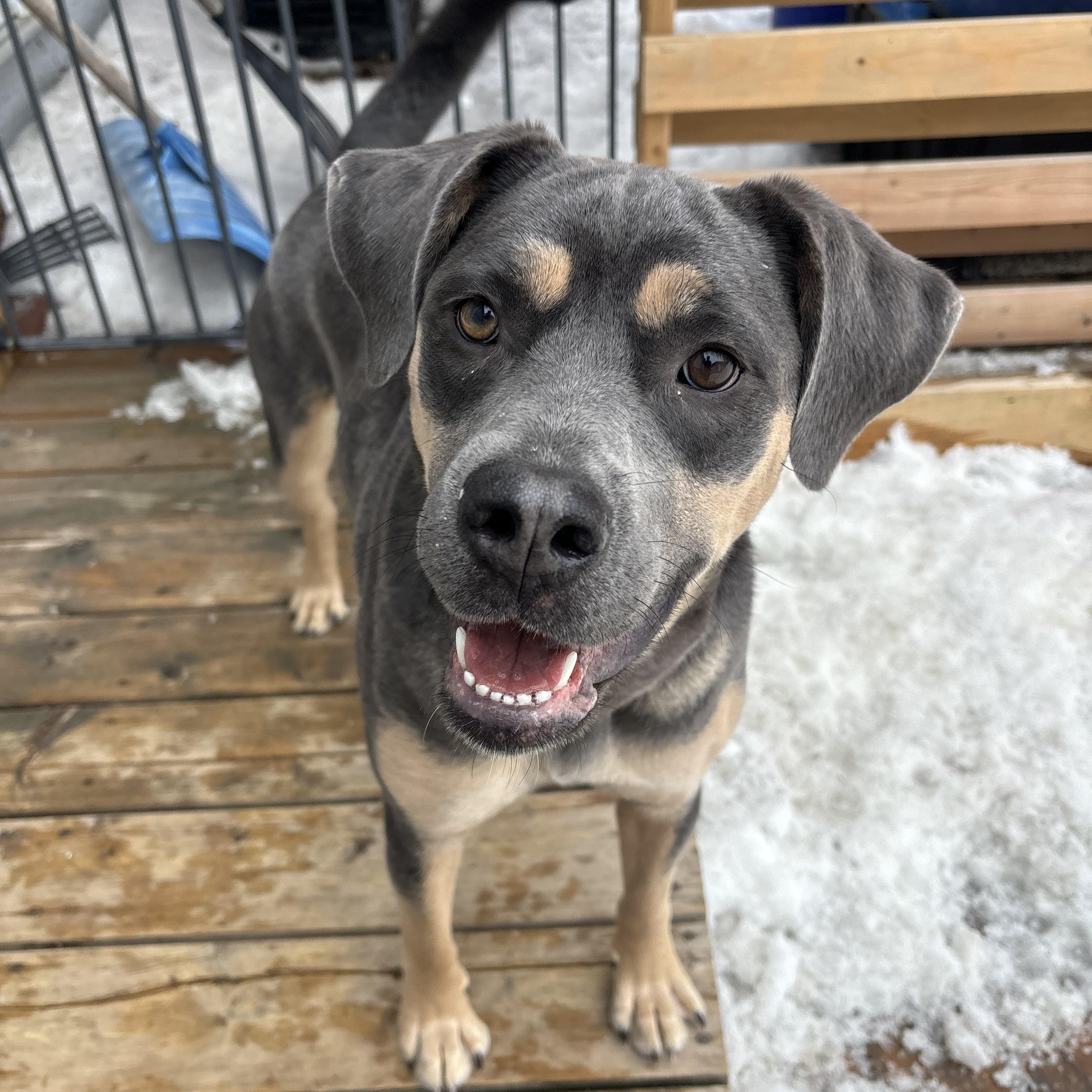 Lola , adoptable, Young Female Mastiff.