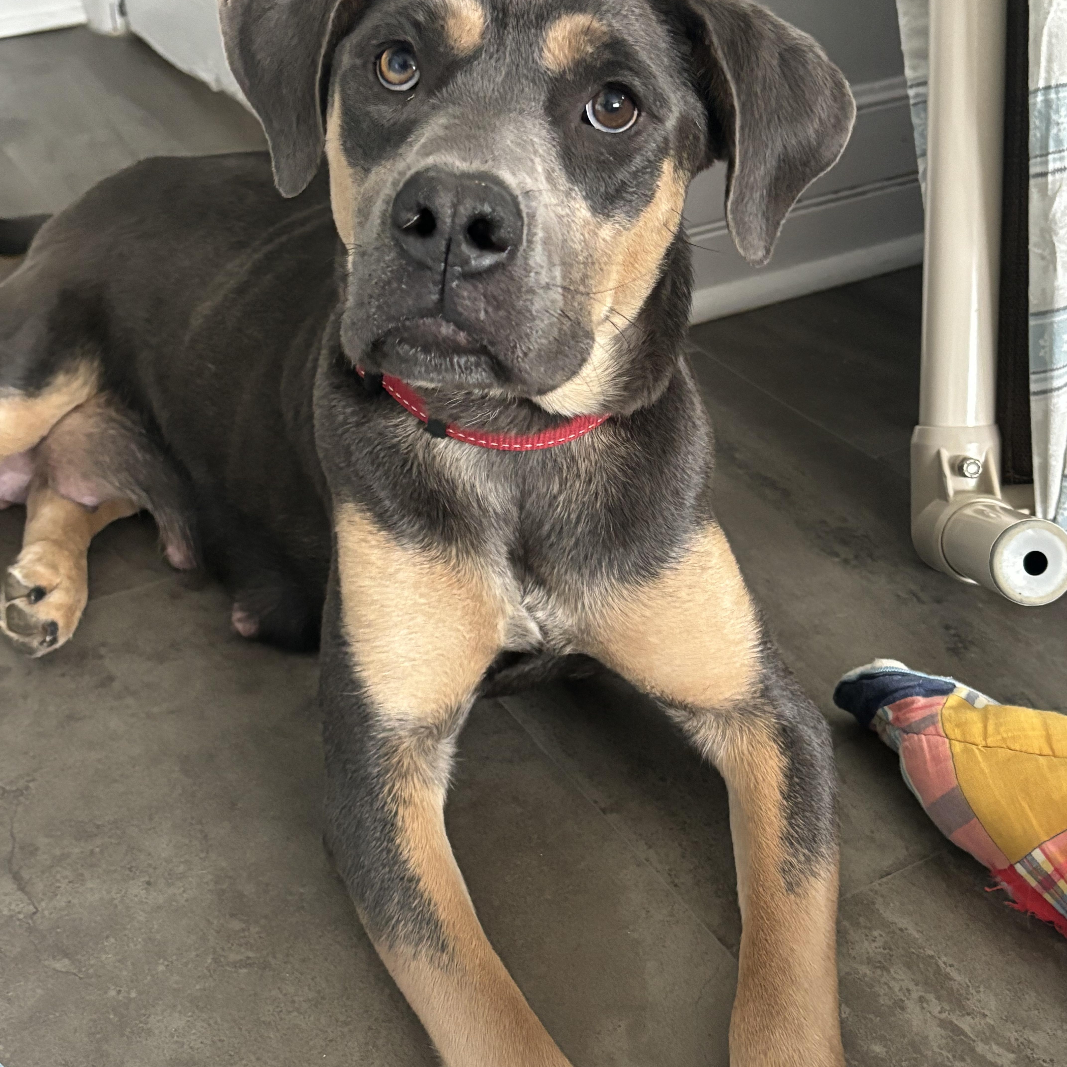 Enlarge Lola , an adoptable mixed breed in Winnipeg, MB image 2/6