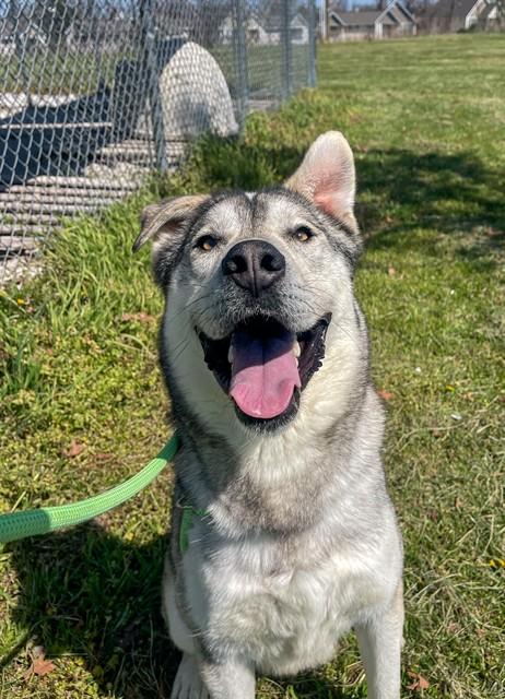 Enlarge HUSK THE M.D., a Adoptable mixed breed in Rogers, AR image 1/1