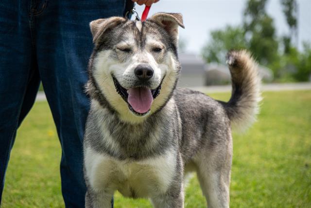 HUSK THE M.D., Adoptable, Adult Male Husky & Mixed Breed.