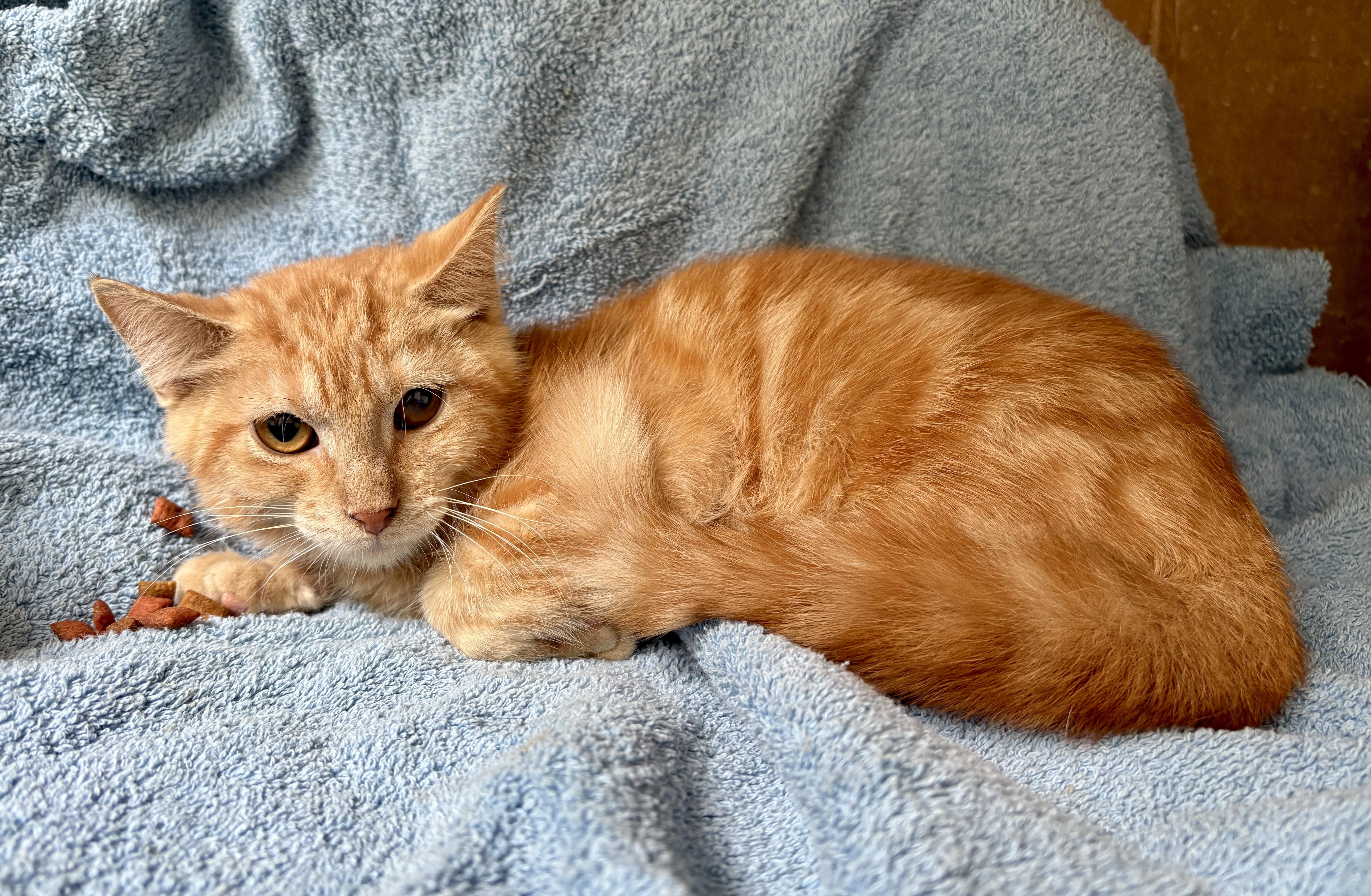 Kumquat, Adoptable, Young Male Domestic Short Hair.