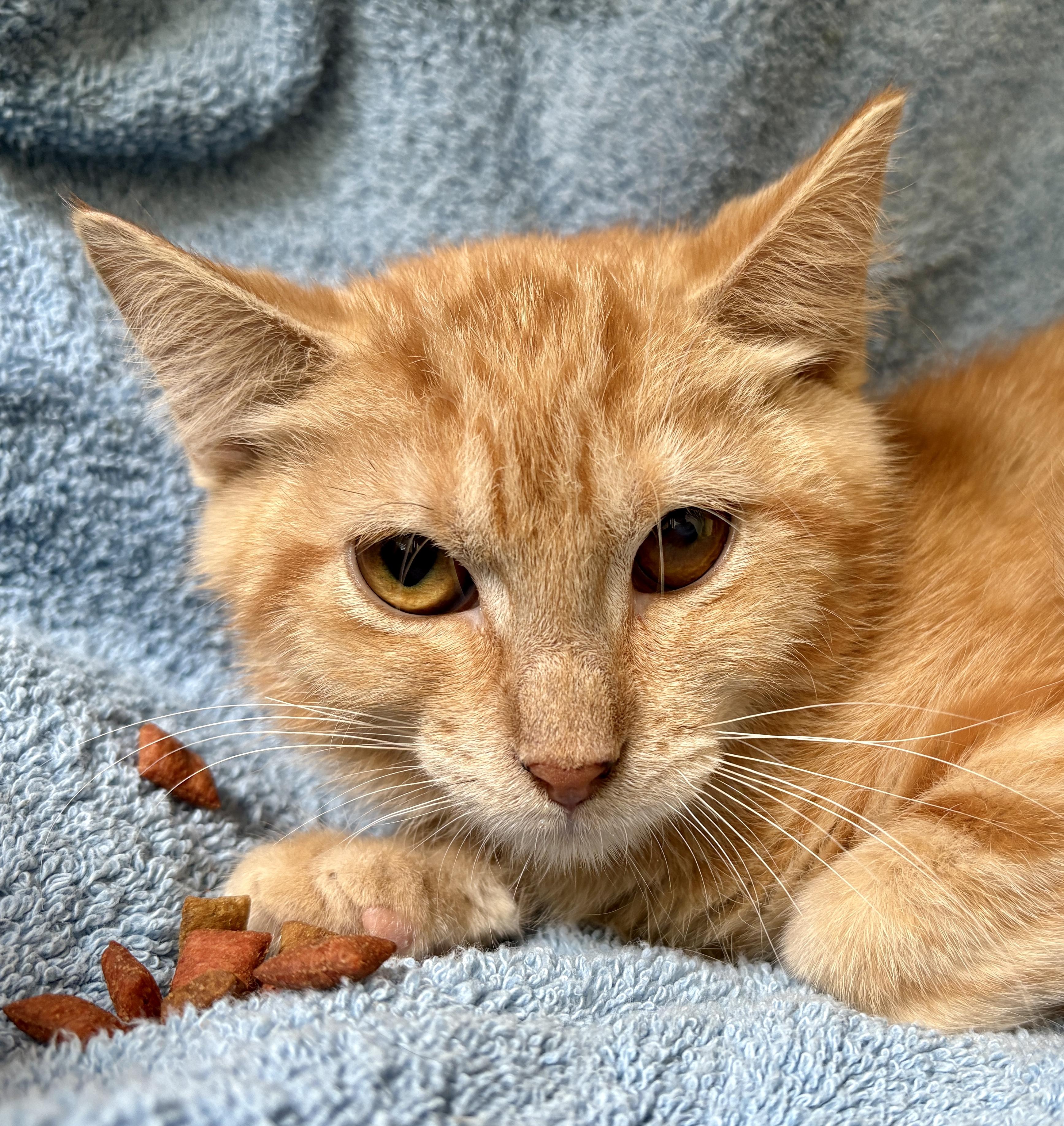 Kumquat, a Adoptable Domestic Short Hair in Lauderhill, FL image 2/2