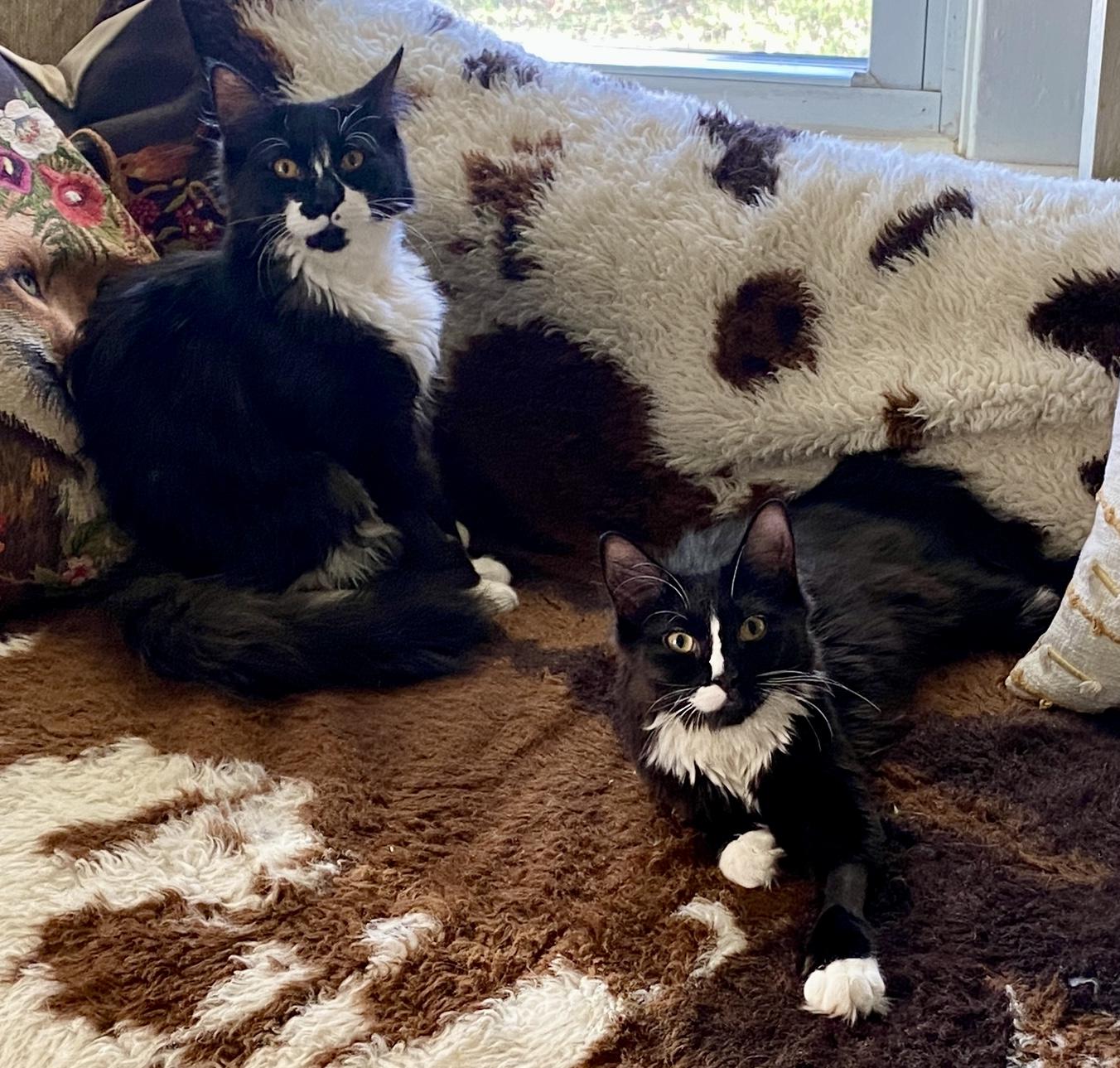 Enlarge Coraline & Wyborn (bonded siblings), a ADOPTABLE mixed breed in Red Bank, NJ image 4/4