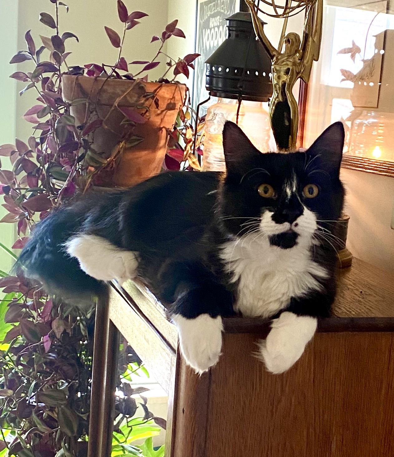 Coraline & Wyborn (bonded siblings), ADOPTABLE, Kitten Female Domestic Long Hair & Domestic Medium Hair.