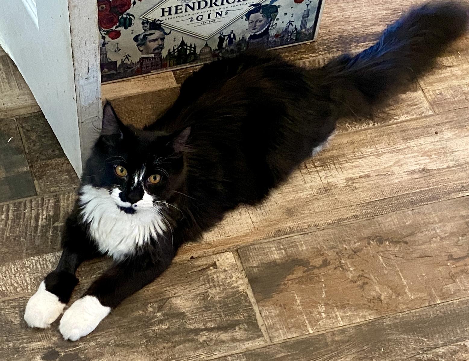 Enlarge Coraline & Wyborn (bonded siblings), a ADOPTABLE mixed breed in Red Bank, NJ image 3/4