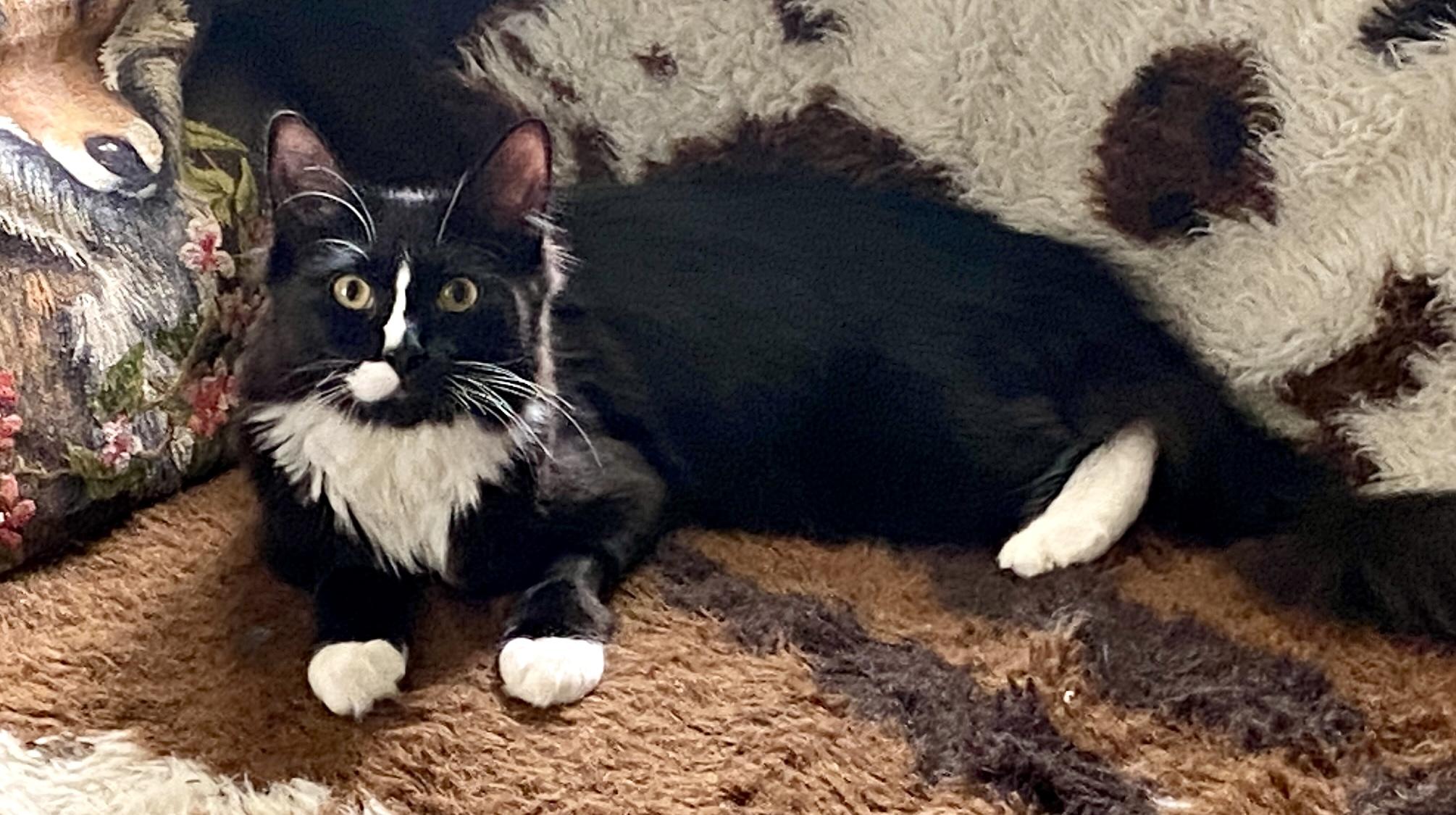 Enlarge Coraline & Wyborn (bonded siblings), a ADOPTABLE mixed breed in Red Bank, NJ image 2/4