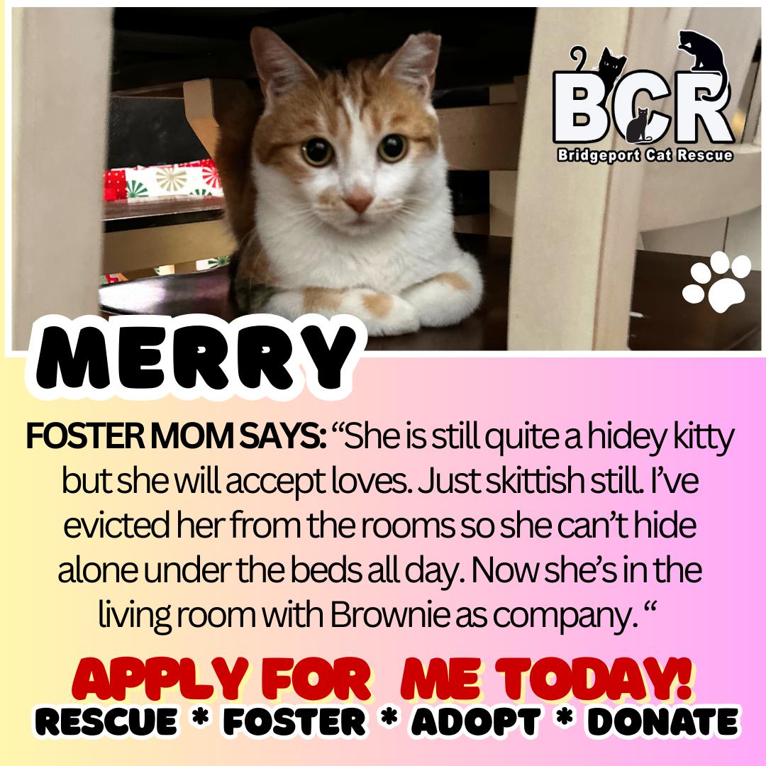 Enlarge Merry, an adopted Domestic Short Hair in Bridgeport, CT image 1/1