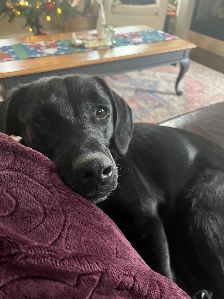 Ray, Adoptable, Young Male Labrador Retriever & Mixed Breed.