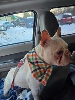 Enlarge Waffles, a Adopted French Bulldog in West Chester, OH image 1/5