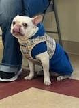 Enlarge Waffles, a Adopted French Bulldog in West Chester, OH image 2/5