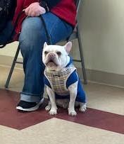 Enlarge Waffles, a Adopted French Bulldog in West Chester, OH image 3/5