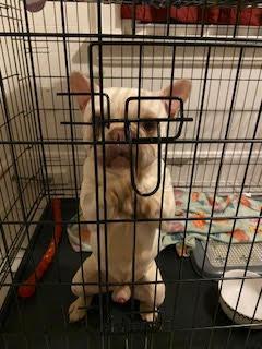 Enlarge Waffles, a Adopted French Bulldog in West Chester, OH image 4/5
