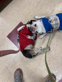 Enlarge Waffles, a Adopted French Bulldog in West Chester, OH image 5/5