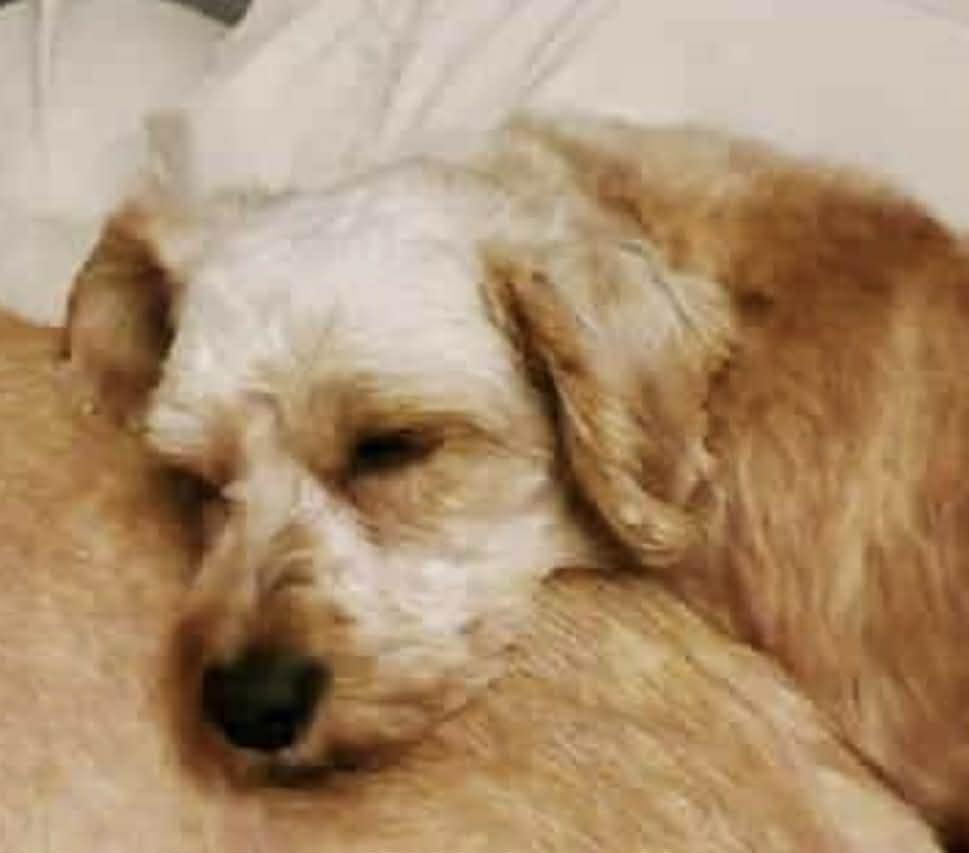 Casey, Adoptable, Adult Female Cavapoo.