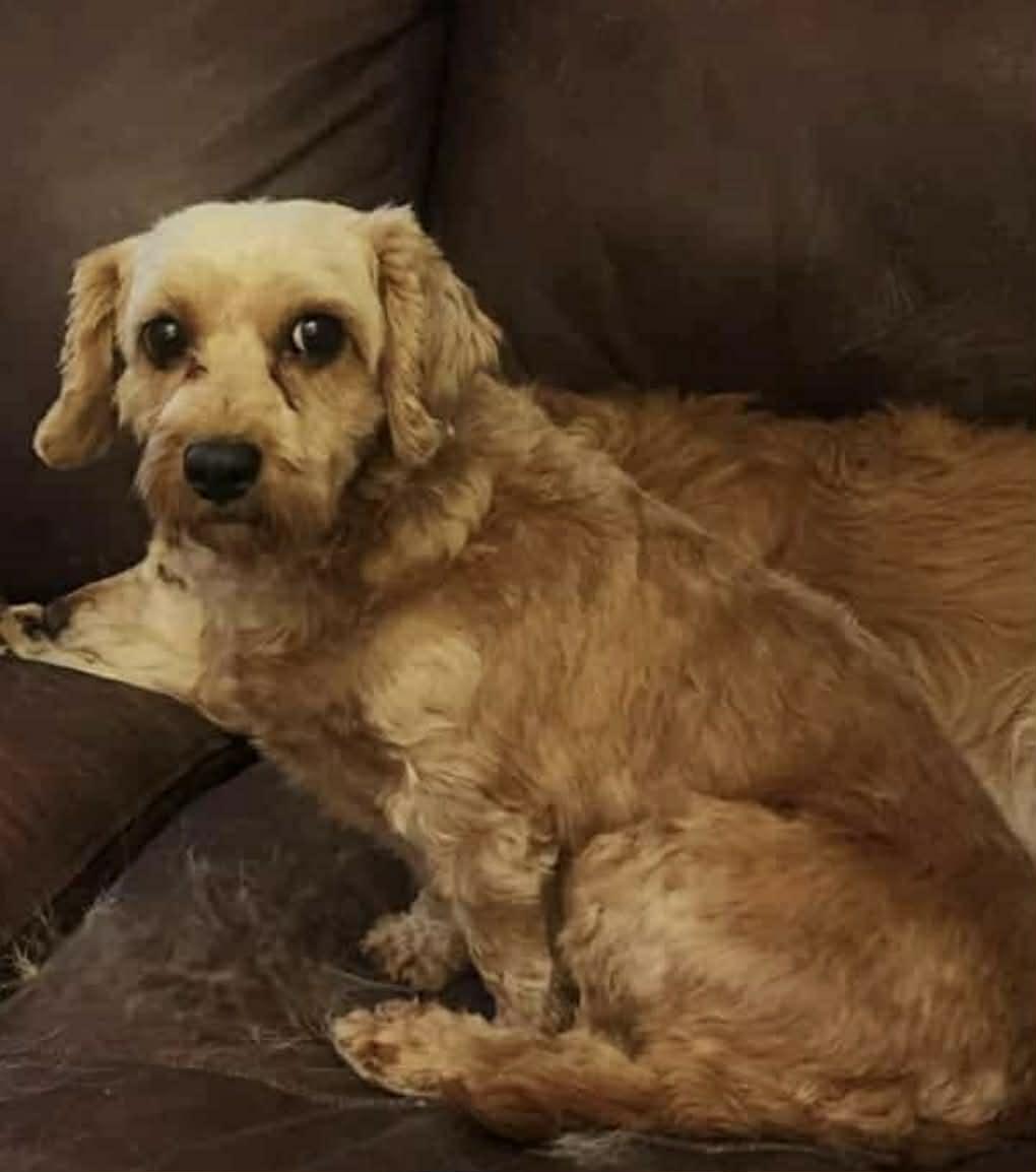 Enlarge Casey, an adopted Cavapoo in Brunswick, ME image 2/2