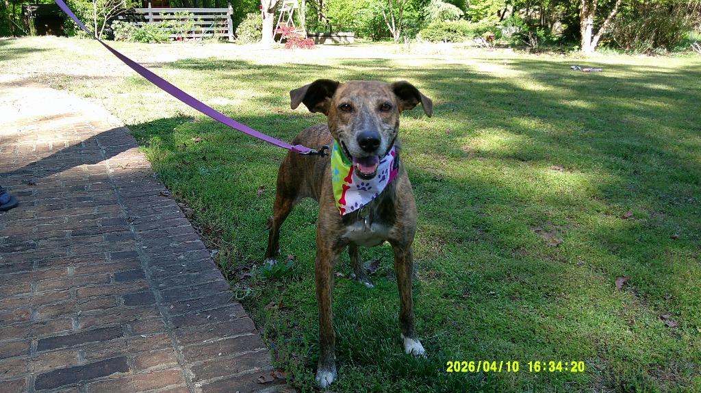Lady Ann IN FOSTER, a Adoptable mixed breed in Danielsville, GA image 1/6