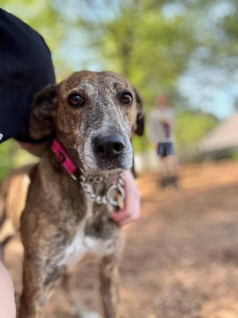 Lady Ann IN FOSTER, a Adoptable mixed breed in Danielsville, GA image 2/6