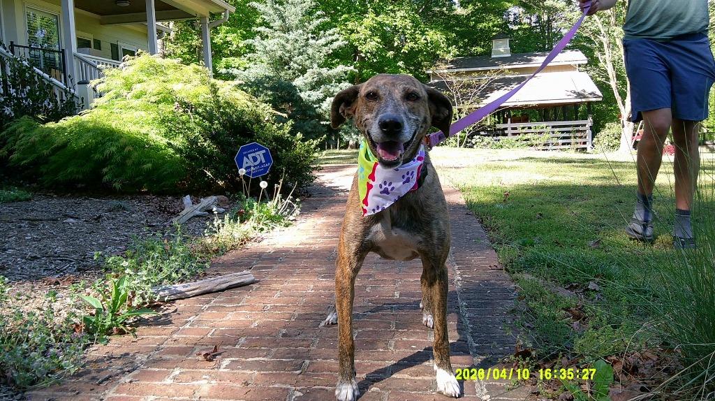 Lady Ann IN FOSTER, a Adoptable mixed breed in Danielsville, GA image 3/6