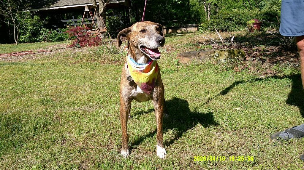 Lady Ann IN FOSTER, a Adoptable mixed breed in Danielsville, GA image 4/6