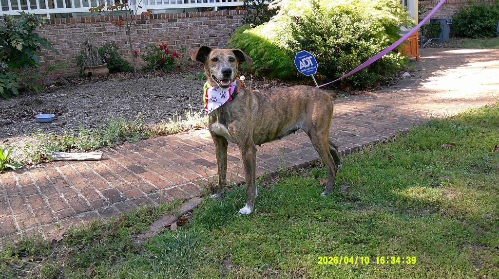 Lady Ann IN FOSTER, a Adoptable mixed breed in Danielsville, GA image 5/6